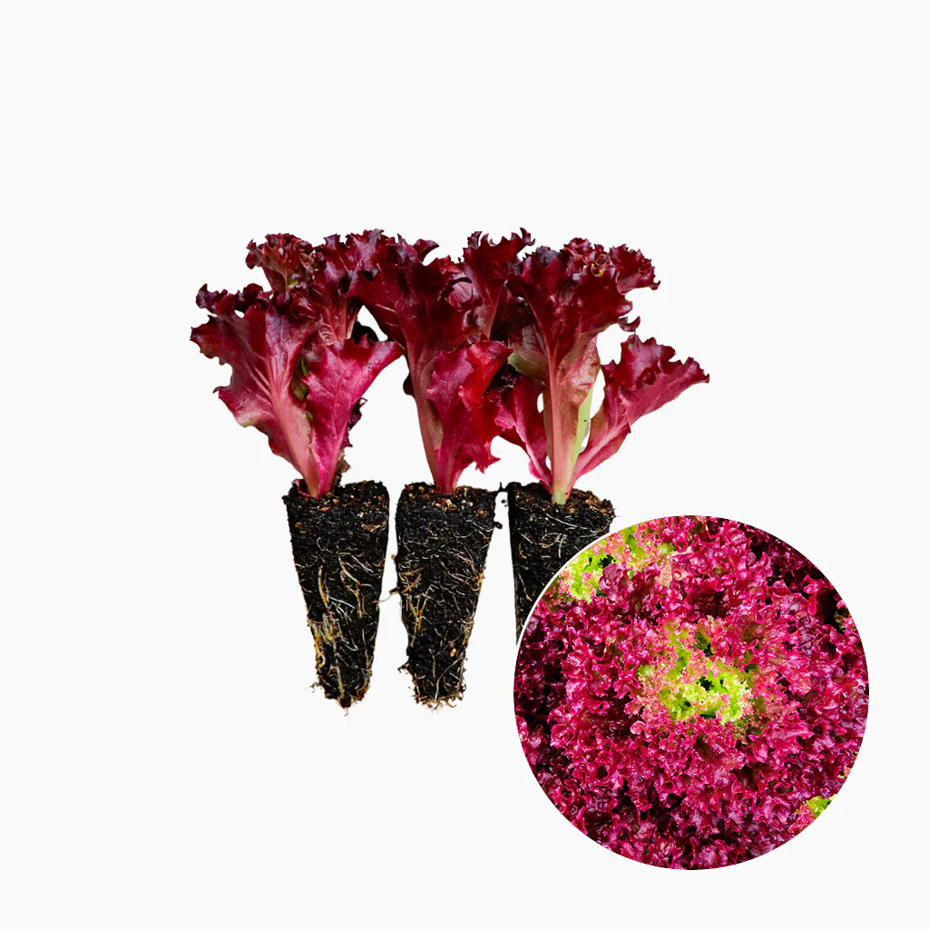 Plantón Lechuga Lollo Rosso 10 Unidades - PlantaBo