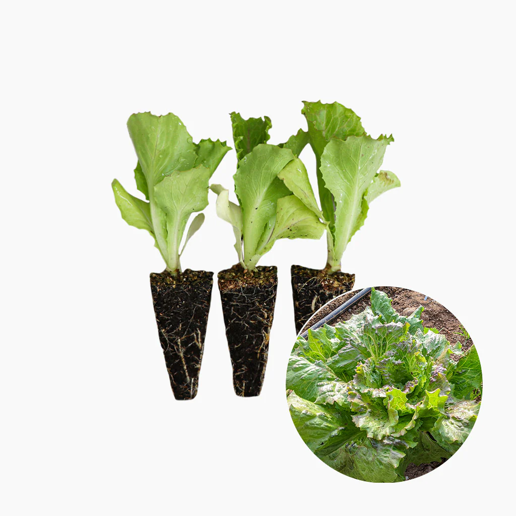 Plantón Lechuga Maravilla 3 Unidades - PlantaBo