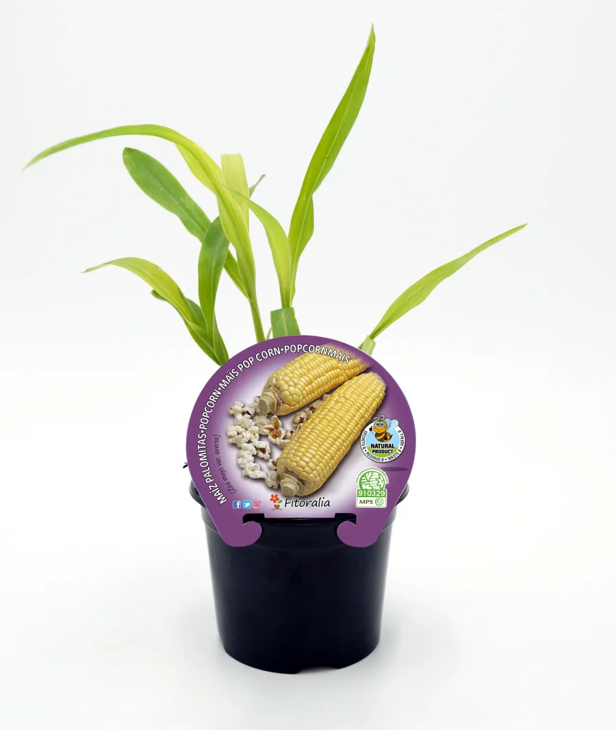 Plantón maíz para palomitas en maceta 10,5 cm. natural - Fitoralia