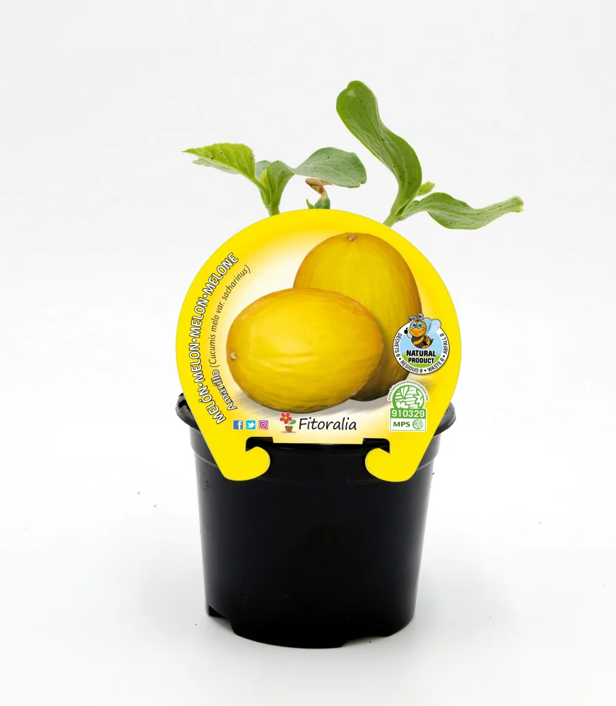 Plantón melón amarillo en maceta 10,5 cm. natural - Fitoralia