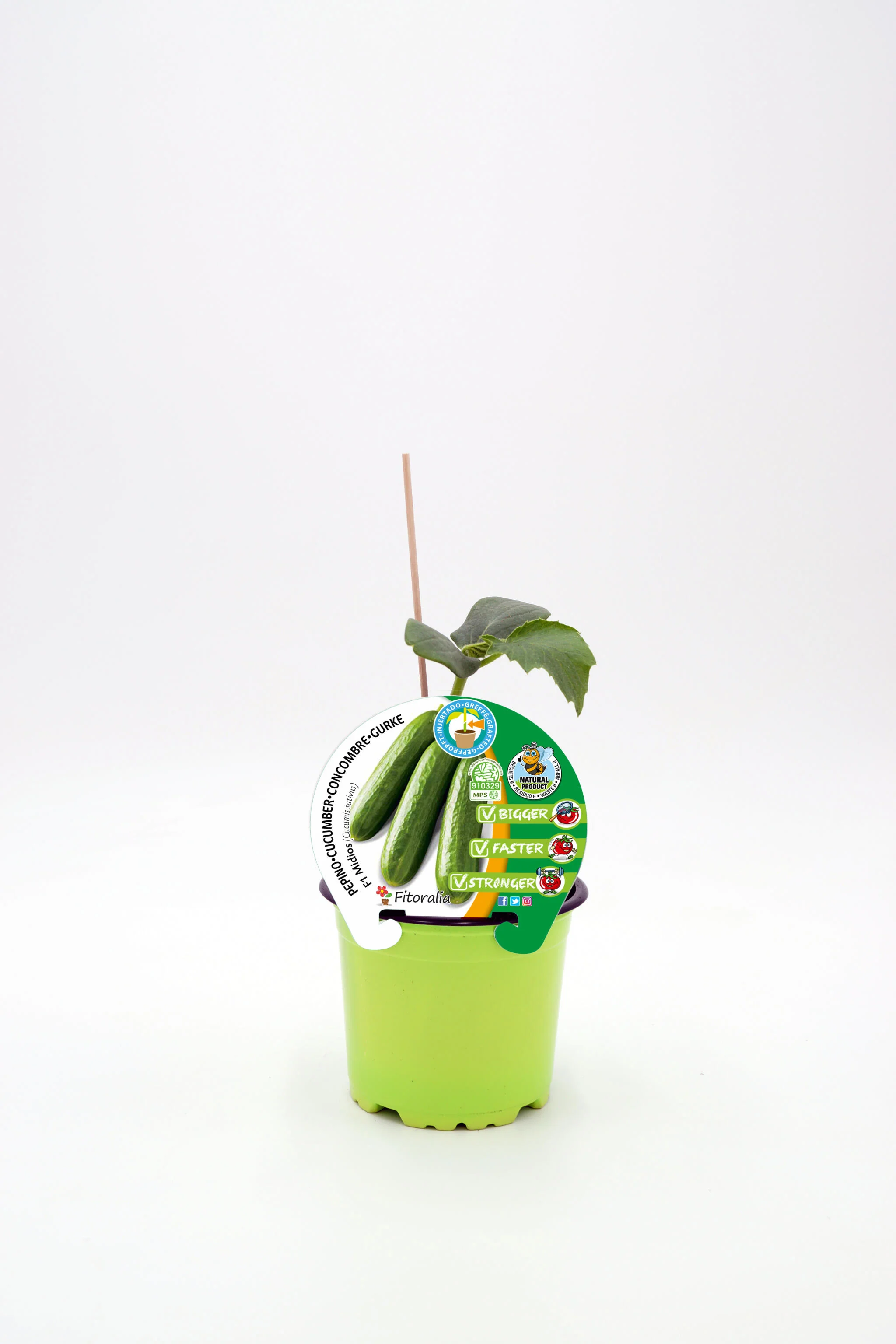 Plantón Pepino Injertado En Maceta 12 Cm. Natural - Fitoralia