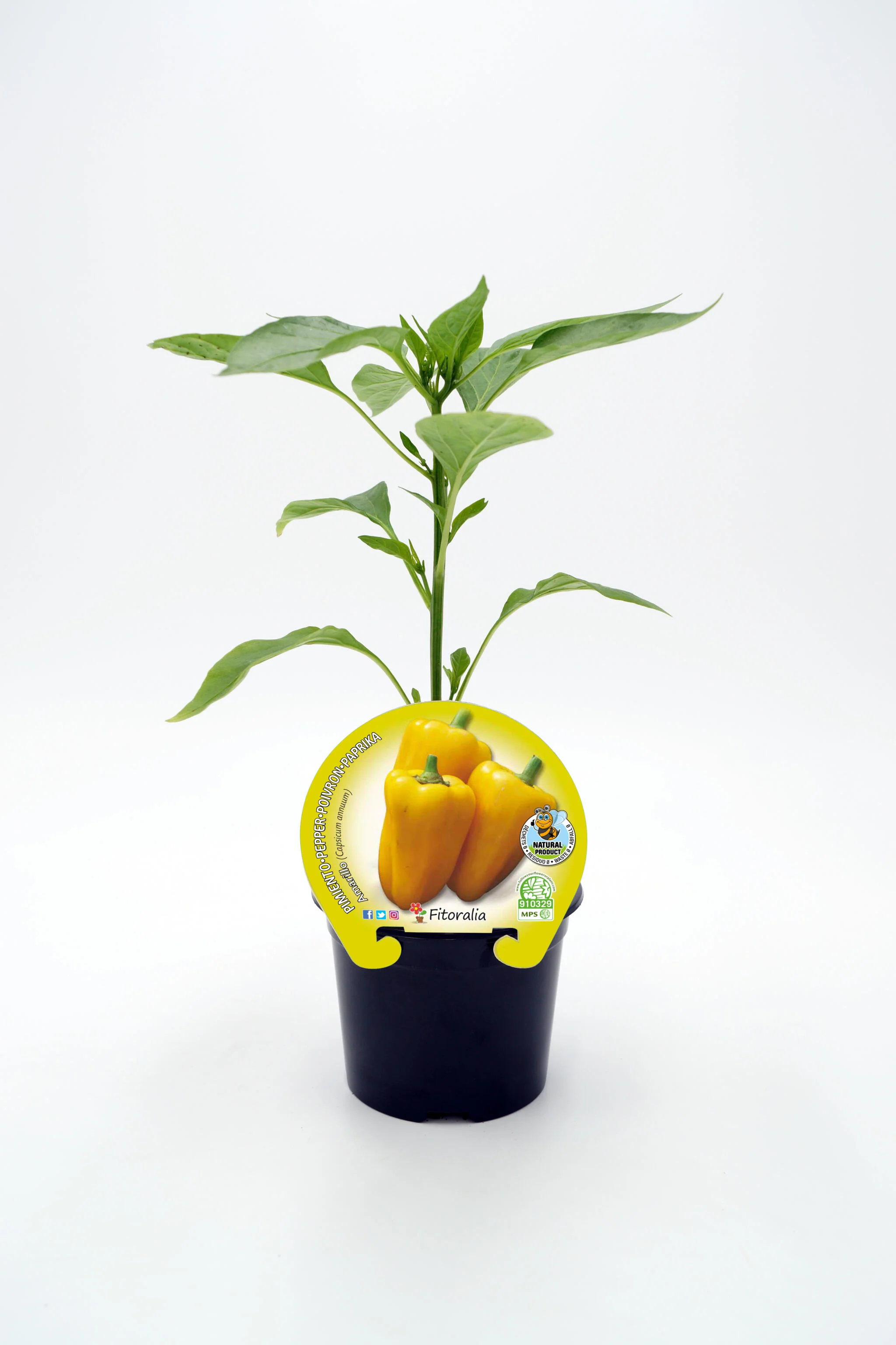 Plantón pimiento amarillo en maceta 10,5 cm. natural - Fitoralia