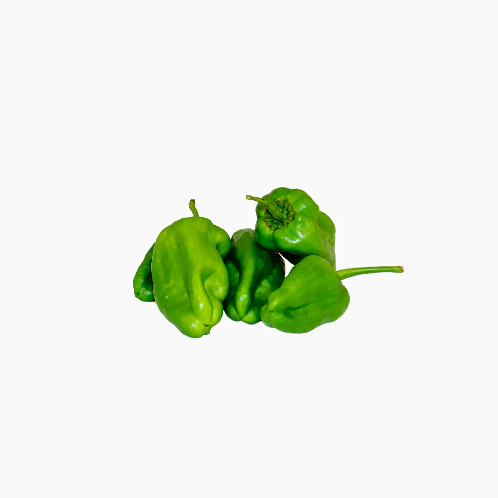 Plantón Pimiento Del Padrón Dulce 2 Unidades - Plantabo - Image 2