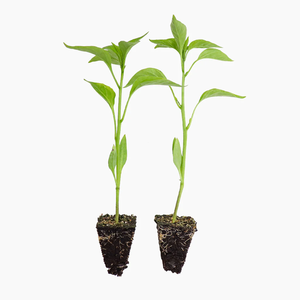 Plantón Pimiento Del Padrón Dulce 6 Unidades - Plantabo