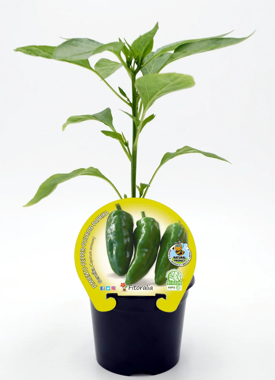 Plantón Pimiento Gernika En Maceta 10,5 Cm. Natural - Fitoralia