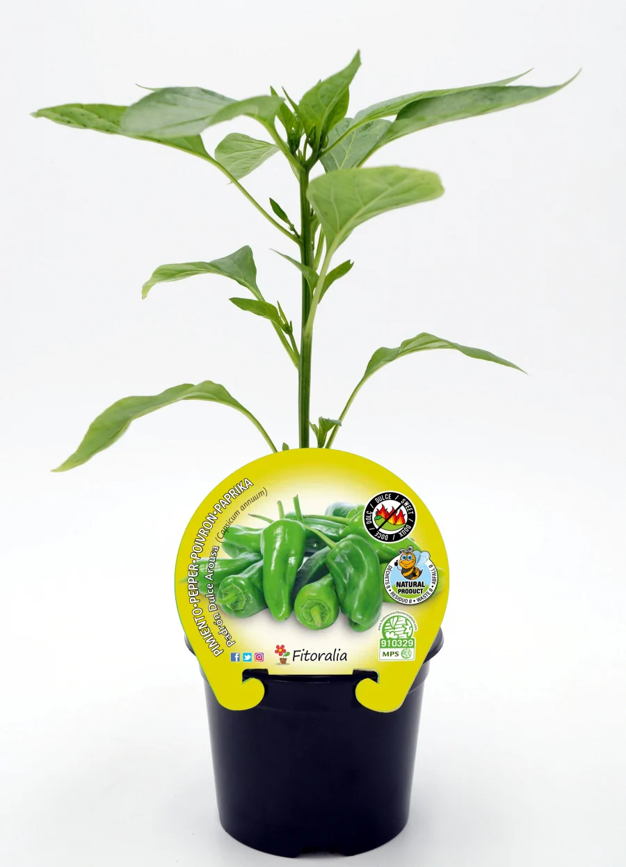 Plantón Pimiento Padrón Dulce En Maceta 10,5 Cm. Natural - Fitoralia