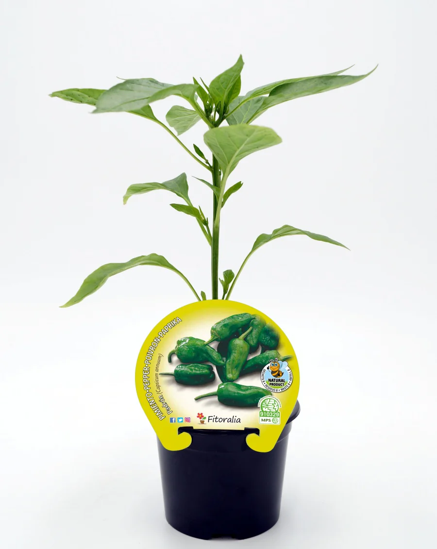 Plantón Pimiento Padrón En Maceta 10,5 Cm. Natural - Fitoralia