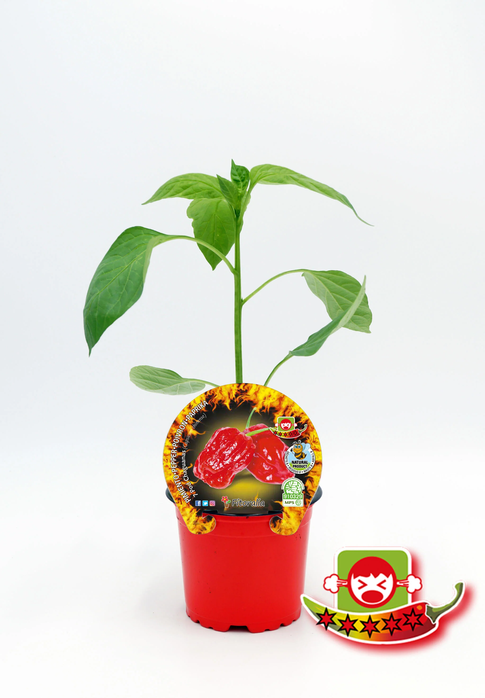 Plantón Pimiento Picante 7 Pod Chaguanas En Maceta 10,5 Cm. Natural - Fitoralia