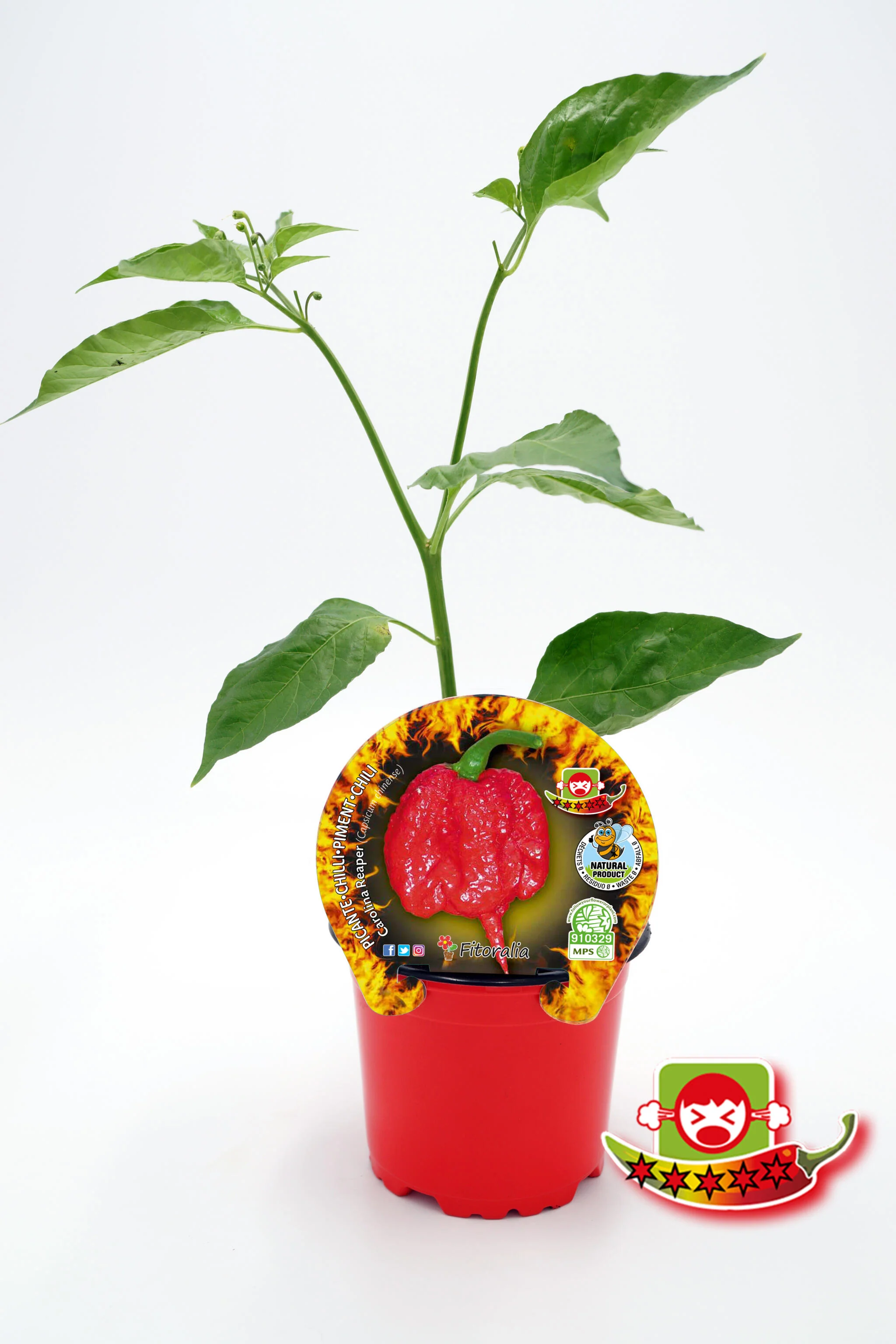 Plantón Pimiento Picante Carolina Reaper En Maceta 10,5 Cm. Natural - Fitoralia
