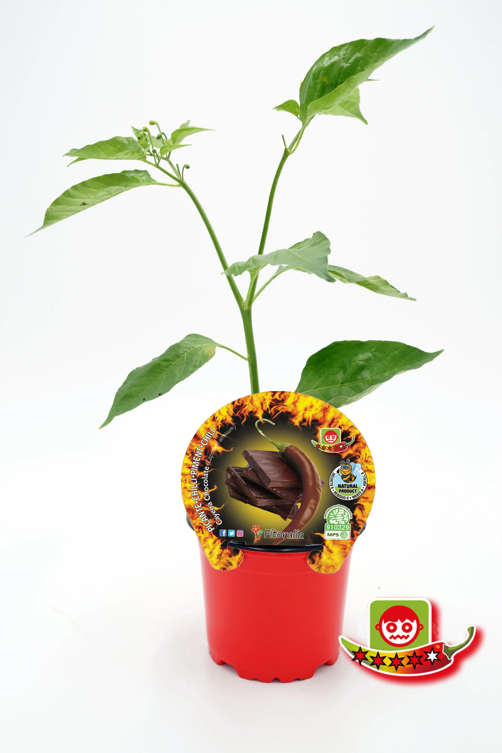 Plantón Pimiento Picante Cayena Chocolate En Maceta 10,5 Cm. Natural - Fitoralia