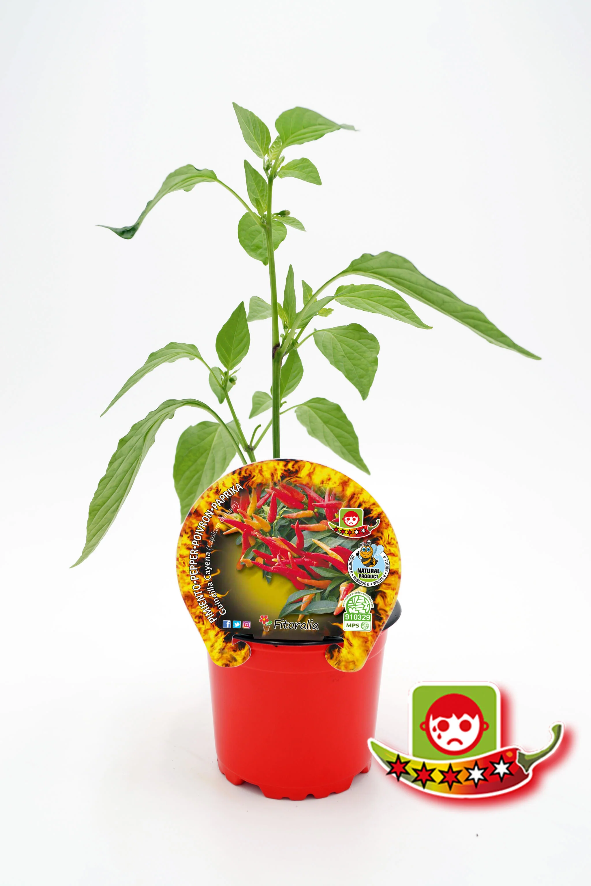 Plantón Pimiento Picante Cayena En Maceta 10,5 Cm. Natural - Fitoralia