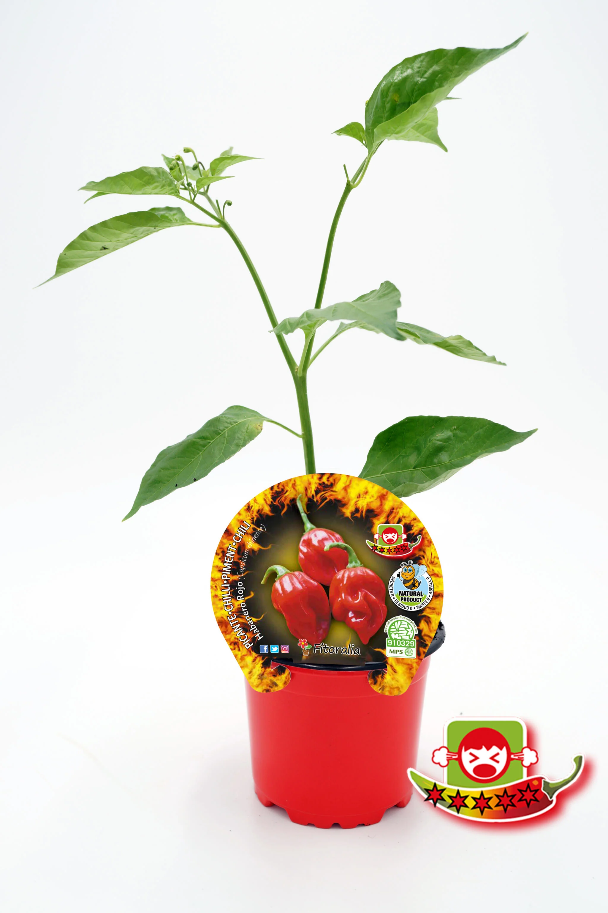 Plantón Pimiento Picante Habanero Rojo En Maceta 10,5 Cm. Natural - Fitoralia