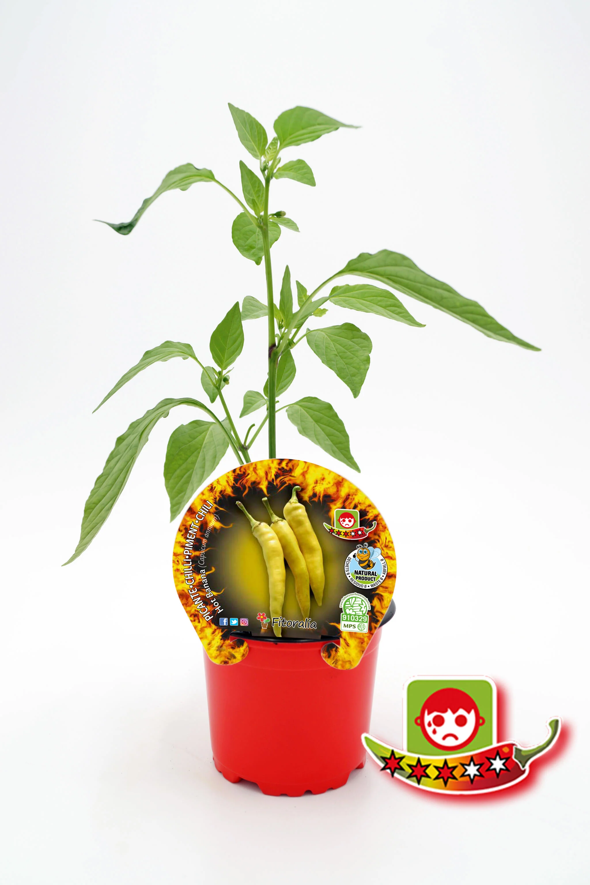 Plantón Pimiento Picante Hot Banana En Maceta 10,5 Cm. Natural - Fitoralia