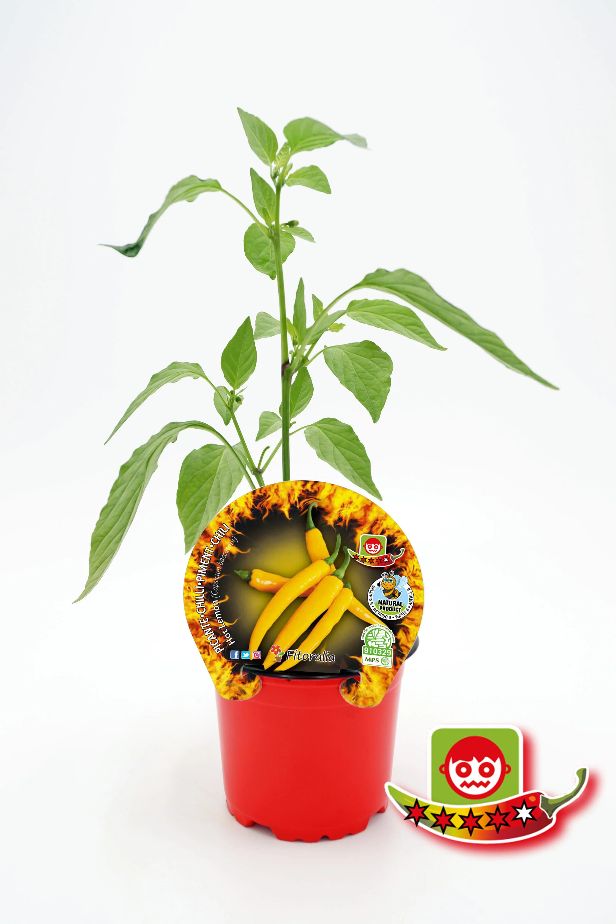 Plantón Pimiento Picante Hot Lemon En Maceta 10,5 Cm. Natural - Fitoralia
