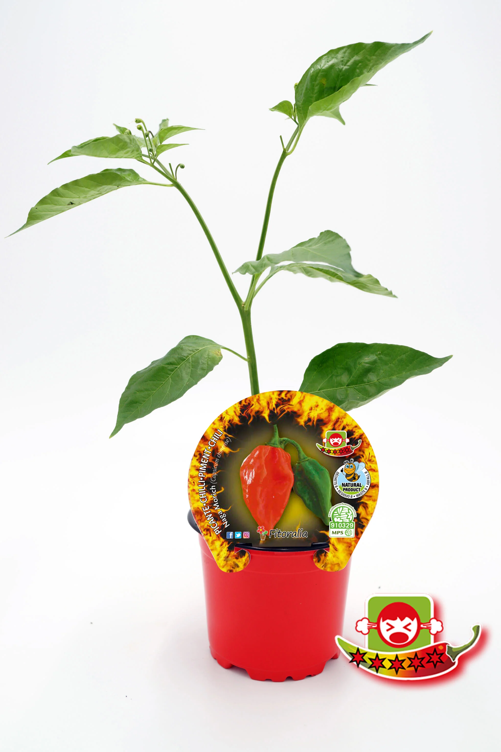 Plantón Pimiento Picante Naga Morich En Maceta 10,5 Cm. Natural - Fitoralia