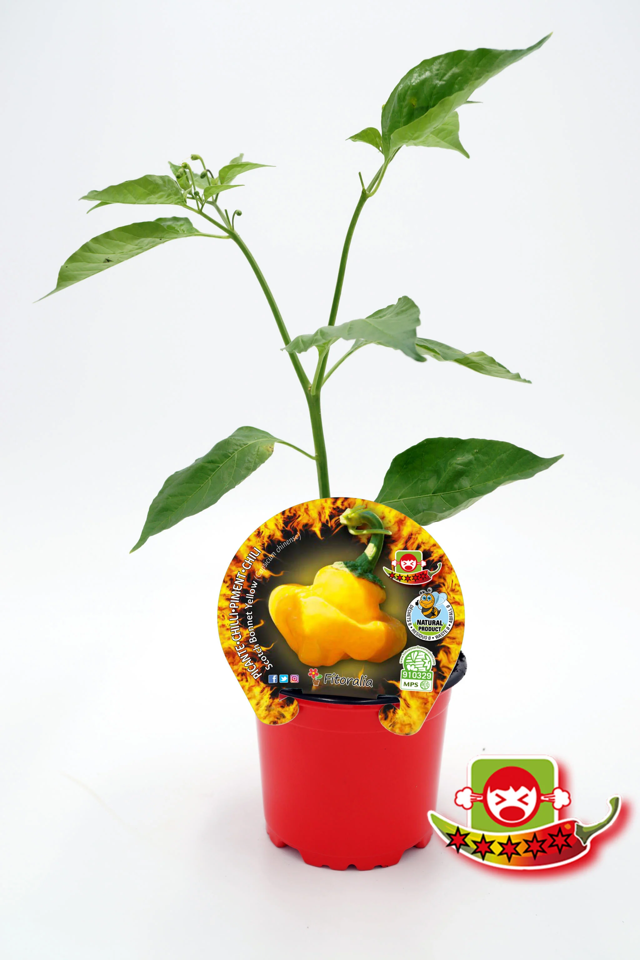 Plantón Pimiento Picante Scotch Bonnet Yellow En Maceta 10,5 Cm. Natural - Fitoralia