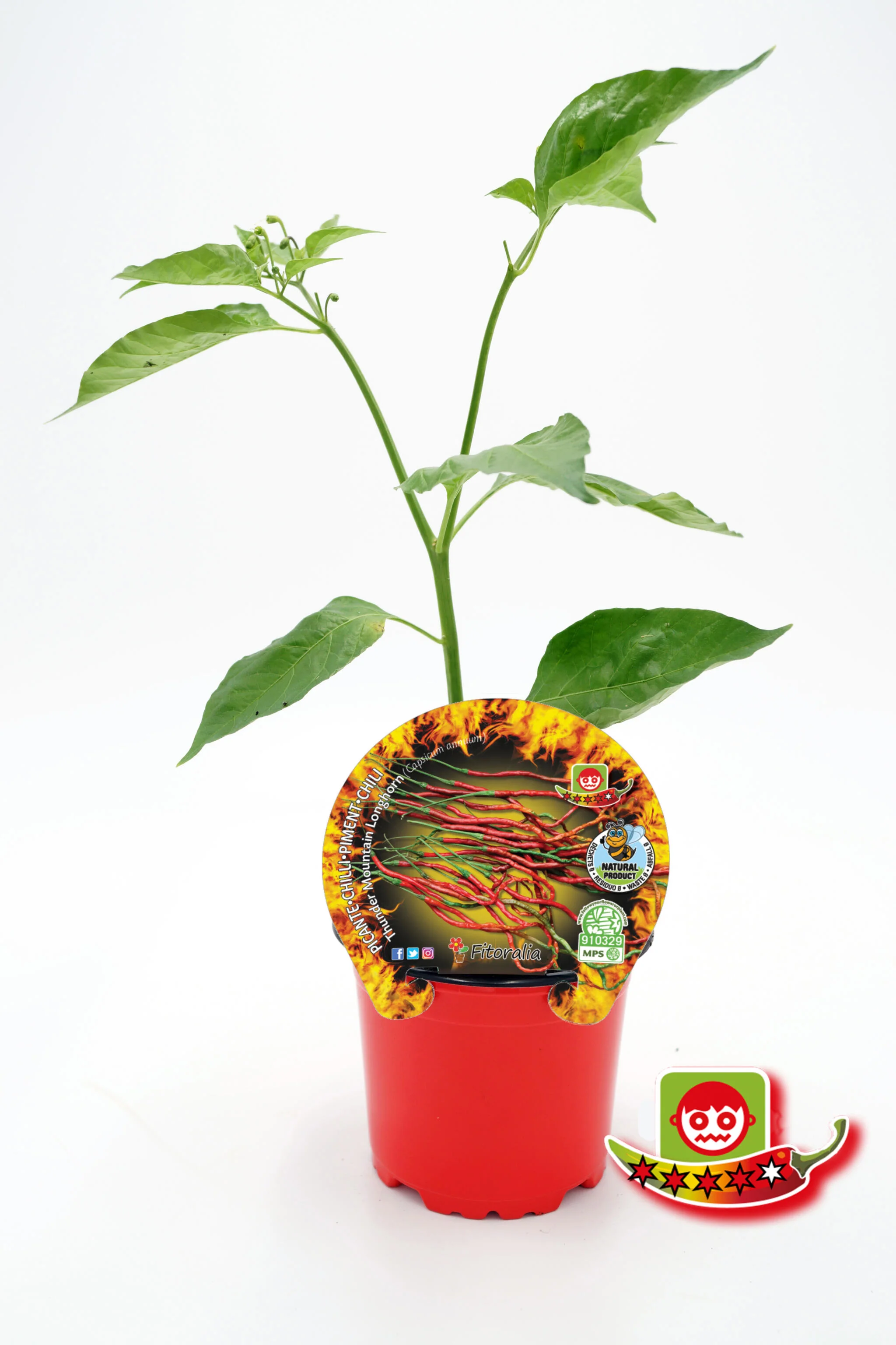 Plantón Pimiento Picante Thunder Mountain Longhorn En Maceta 10,5 Cm. Natural - Fitoralia