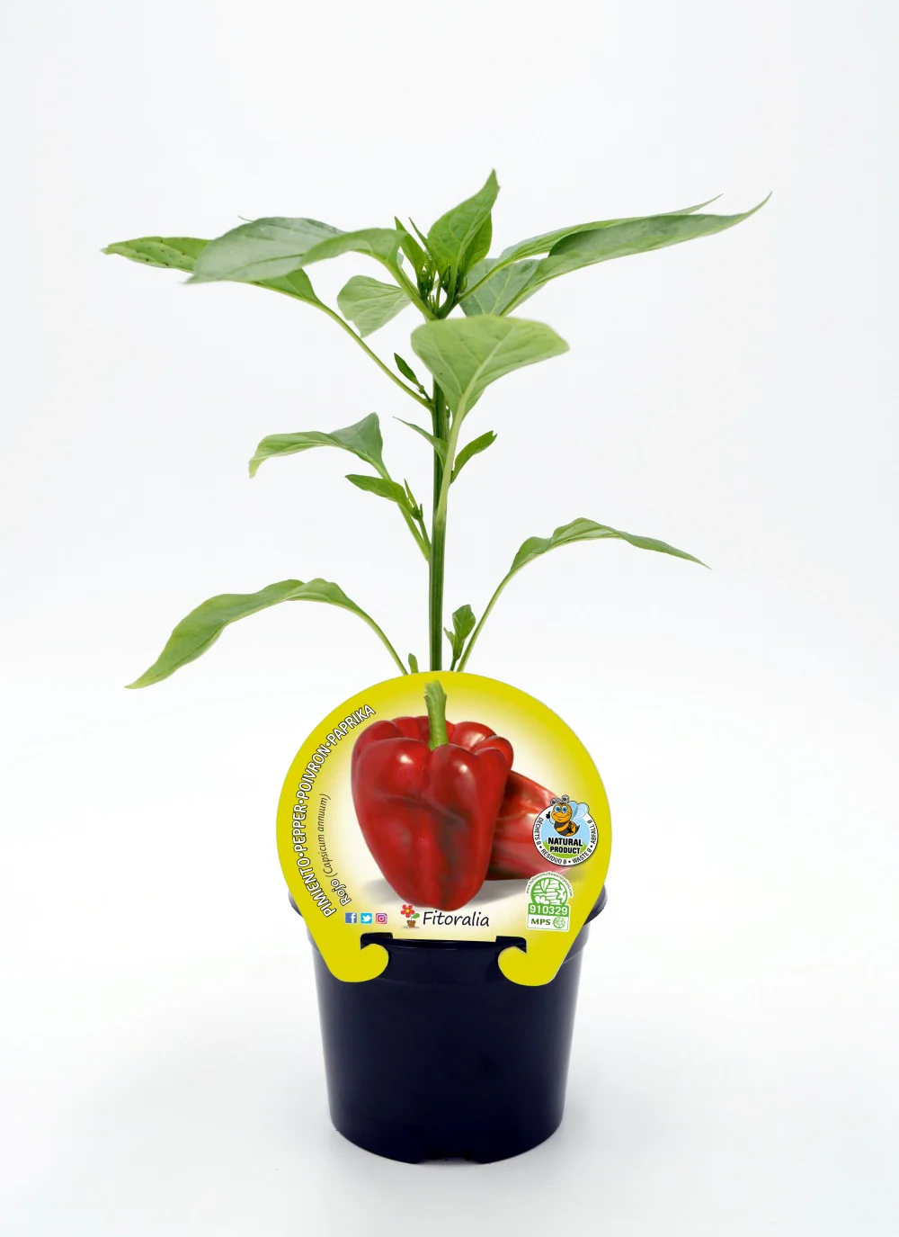 Plantón Pimiento Rojo En Maceta 10,5 Cm. Natural - Fitoralia