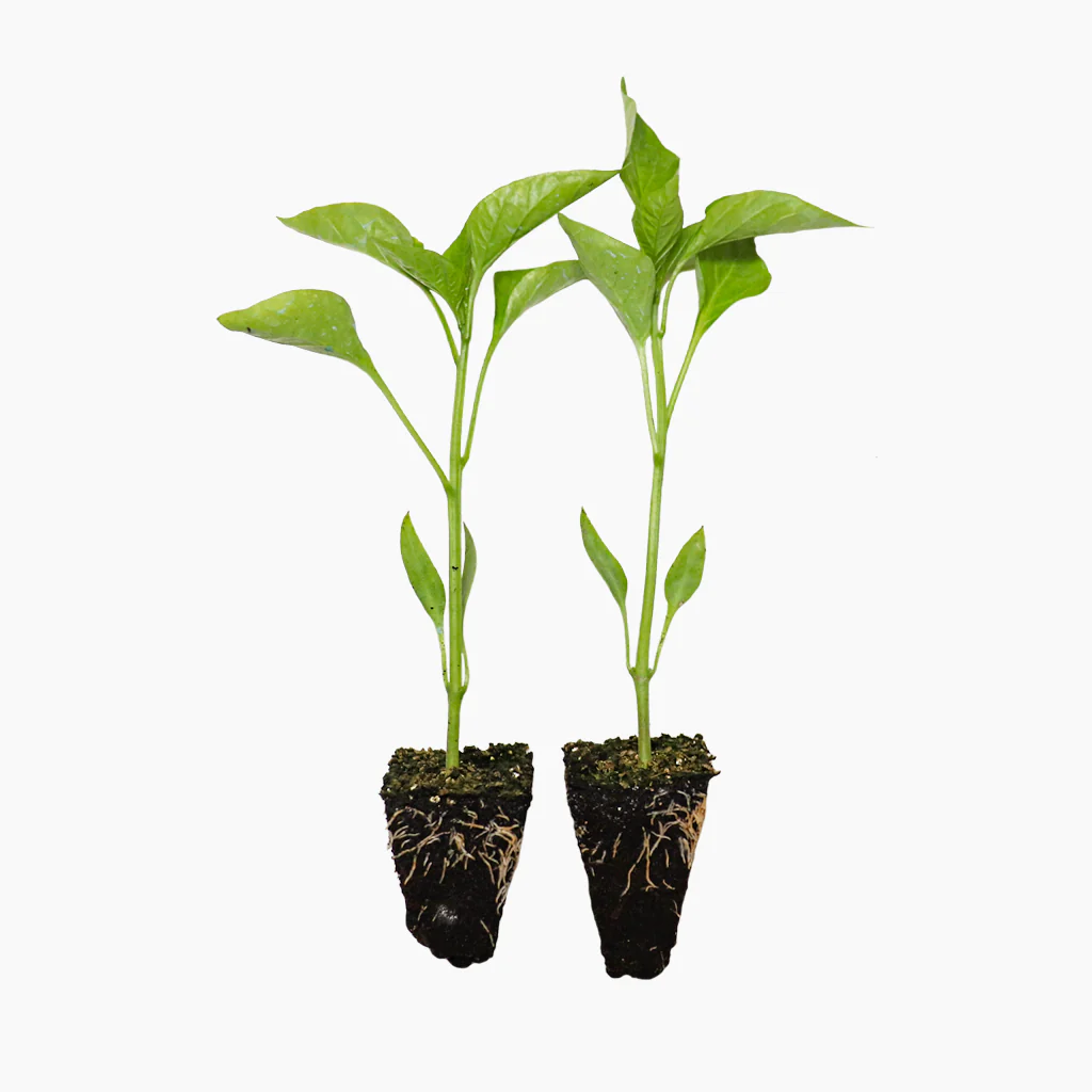 Plantón Pimiento Verde 6 Unidades - Plantabo