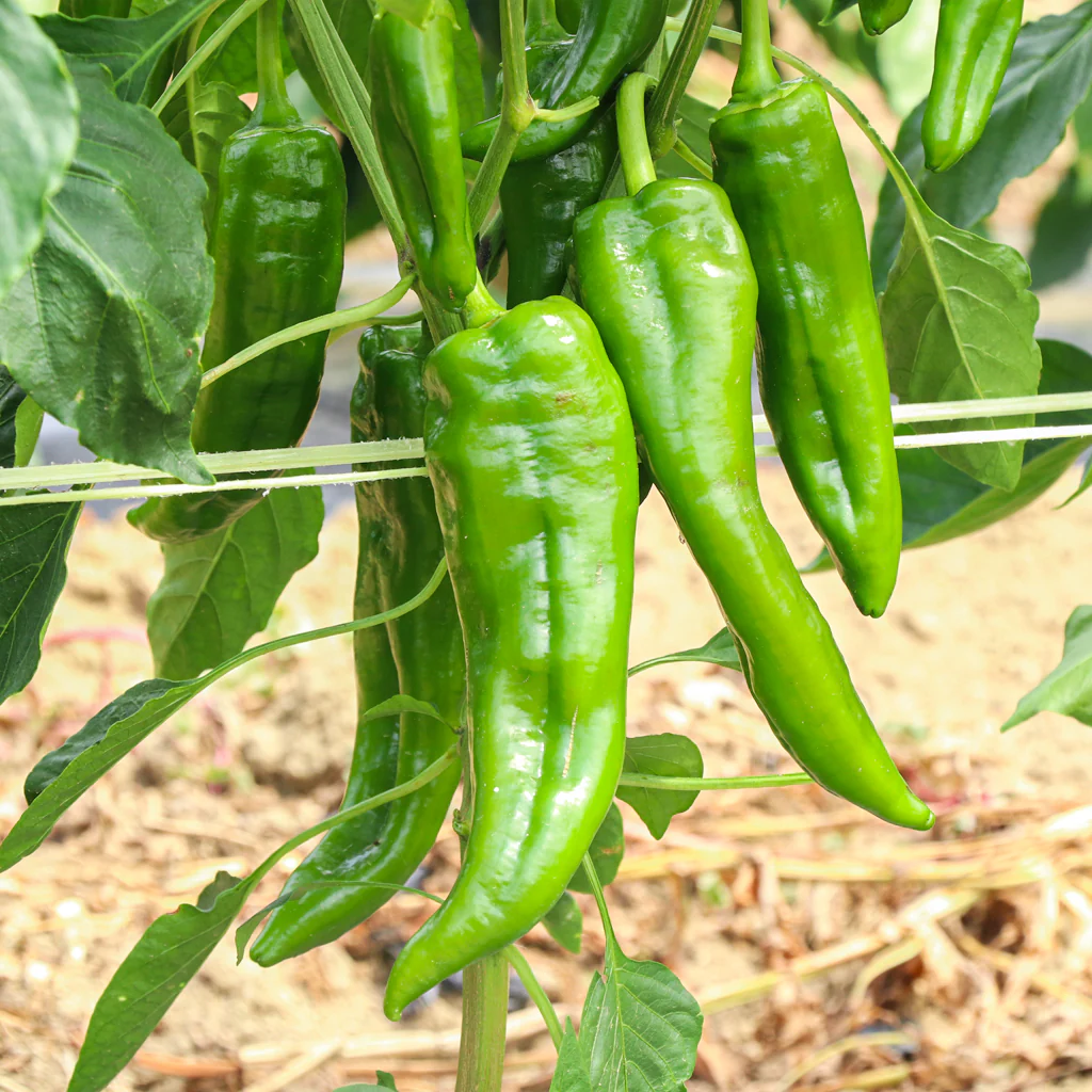 Plantón Pimiento Verde 6 Unidades - Plantabo - Image 3