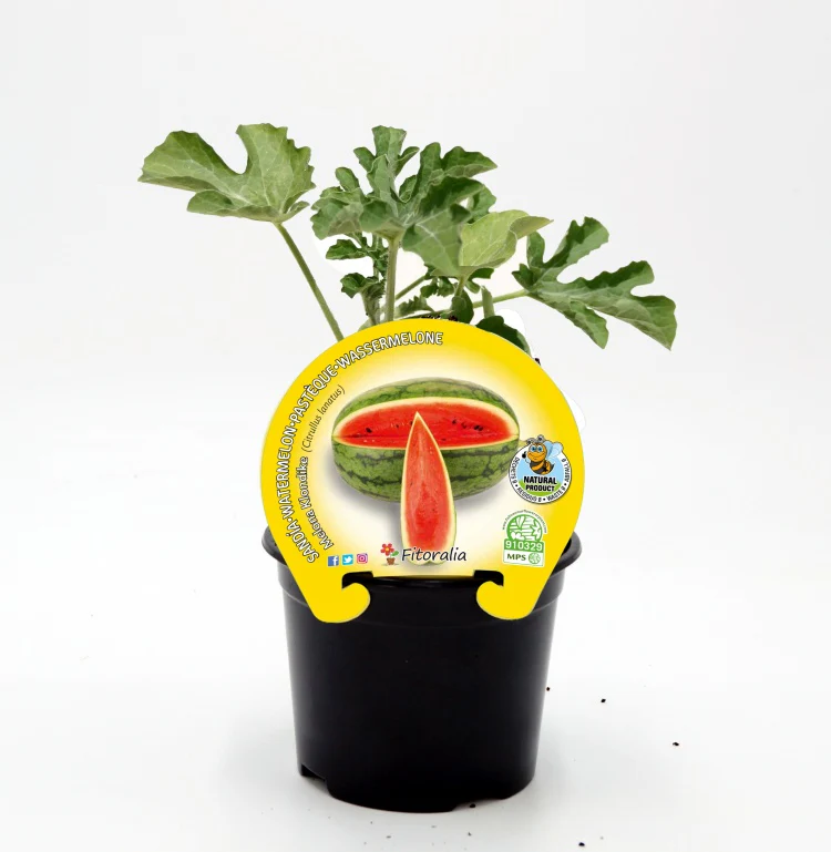 Plantón sandía melona en maceta 10,5 cm. natural - Fitoralia