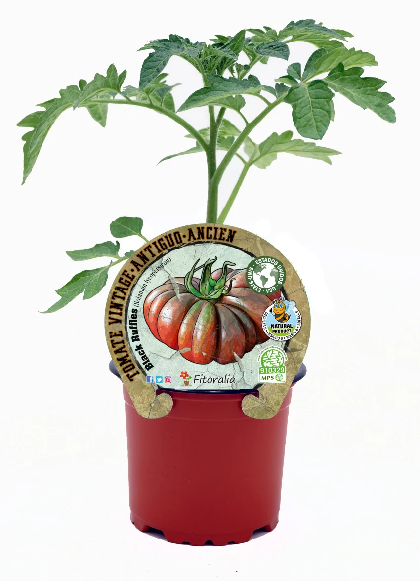 Plantón tomate Black Ruffles en maceta 10,5 cm. natural - Fitoralia