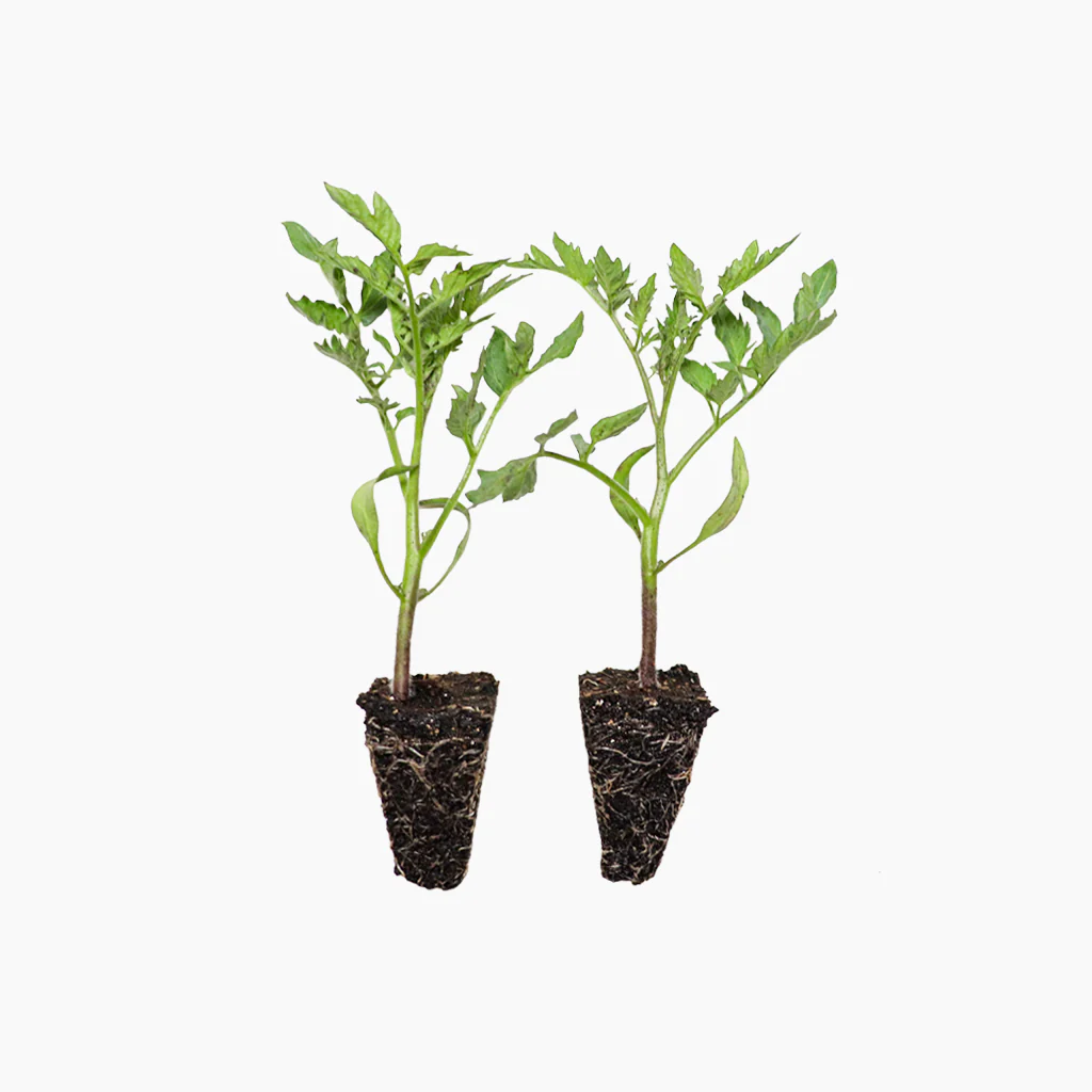 Plantón Tomate Cherry Pera Rojo 6 Unidades - Plantabo