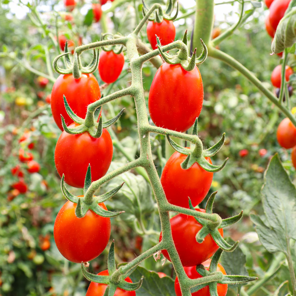 Plantón Tomate Cherry Pera Rojo 6 Unidades - Plantabo - Image 2