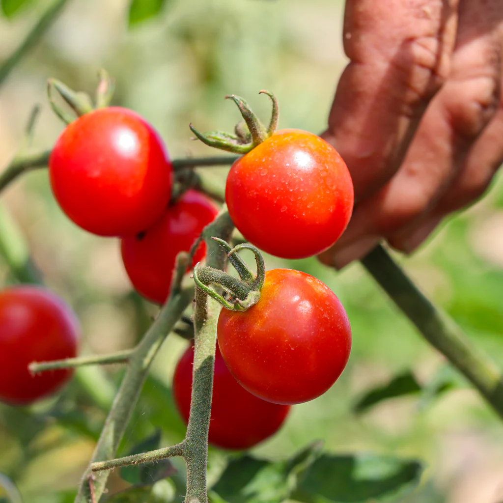 Plantón Tomate Cherry Redondo Rojo 2 Unidades - PlantaBo - Image 2