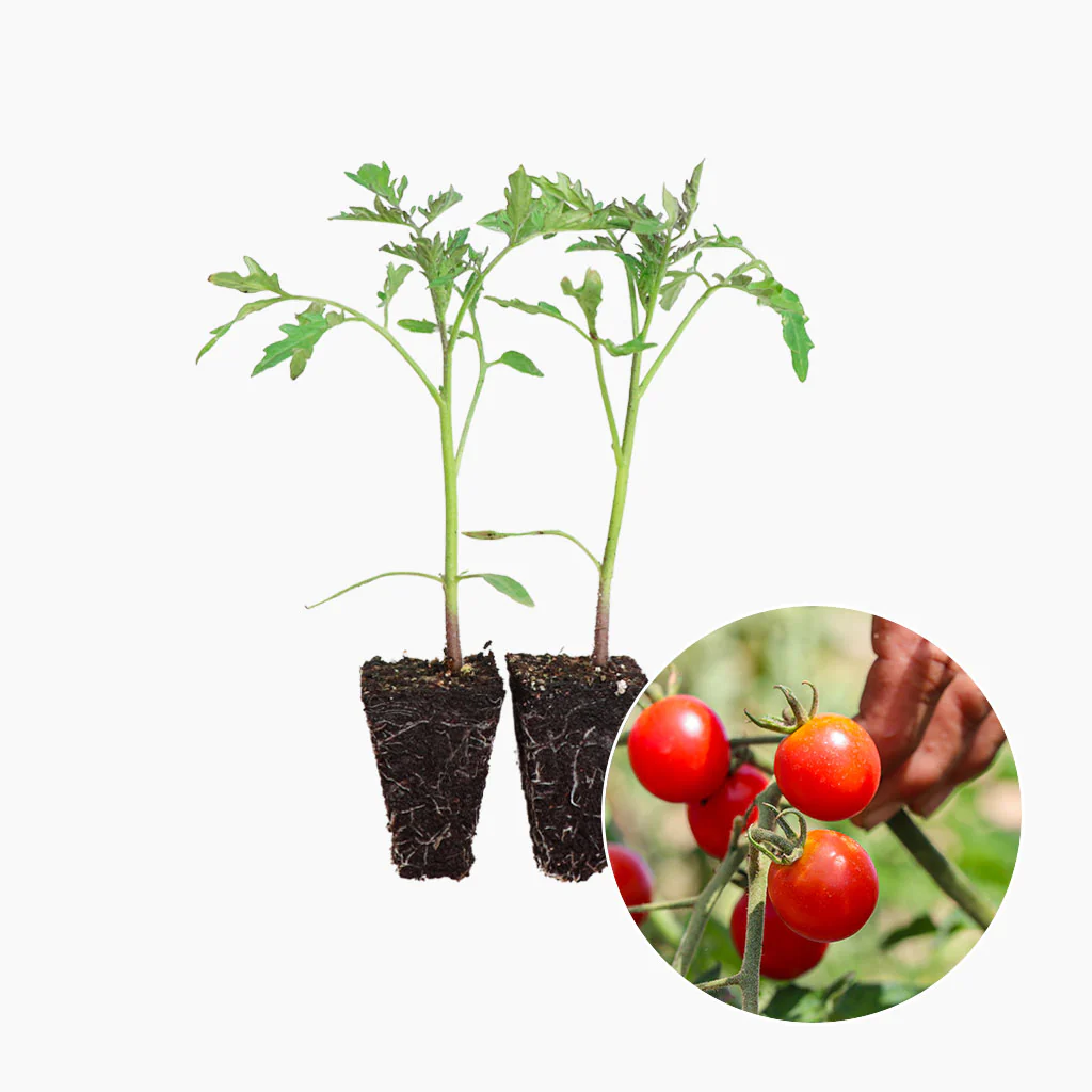 Plantón Tomate Cherry Redondo Rojo 6 Unidades - PlantaBo