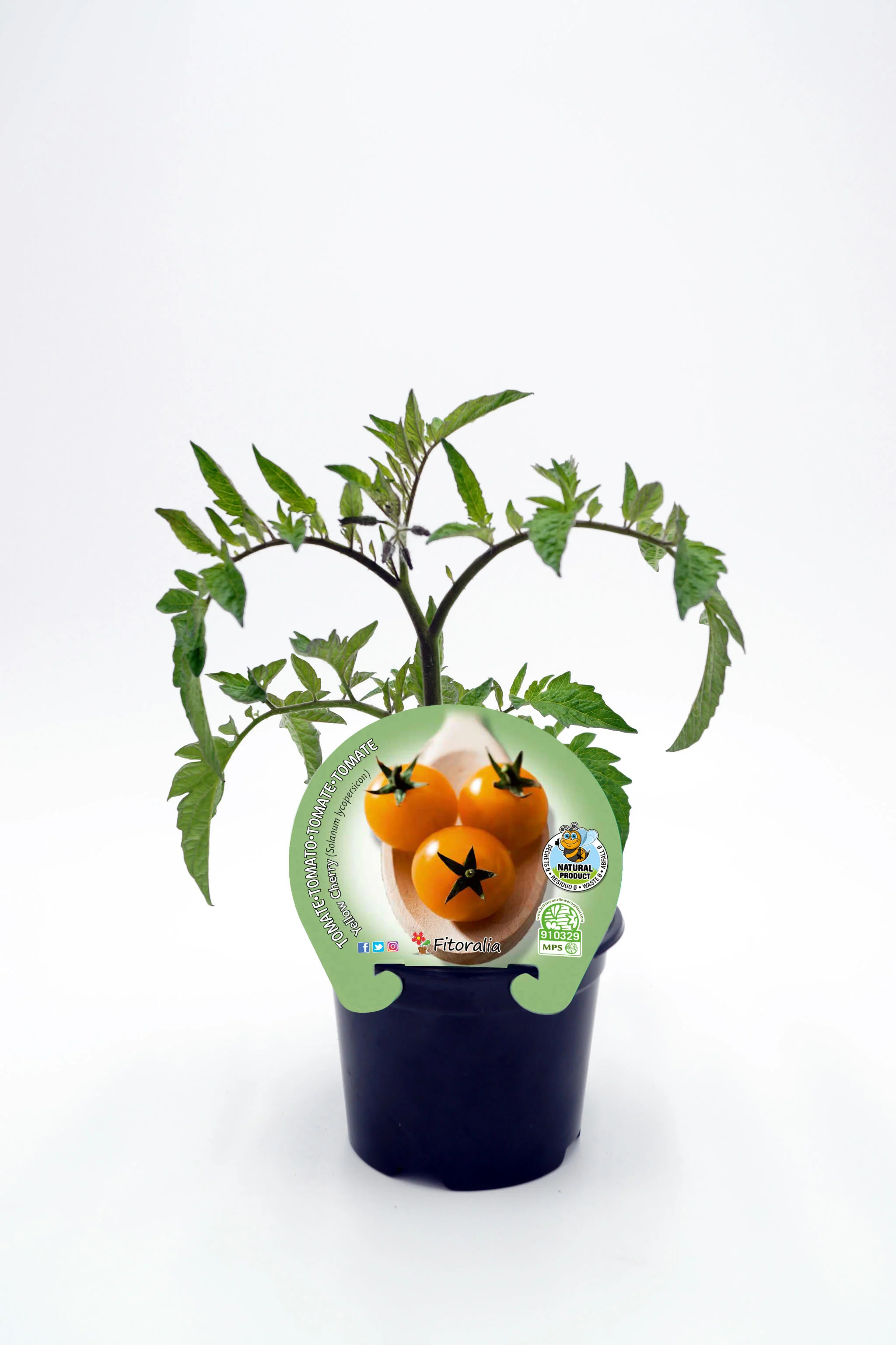 Plantón Tomate Cherry Yellow En Maceta 10,5 Cm. Natural - Fitoralia