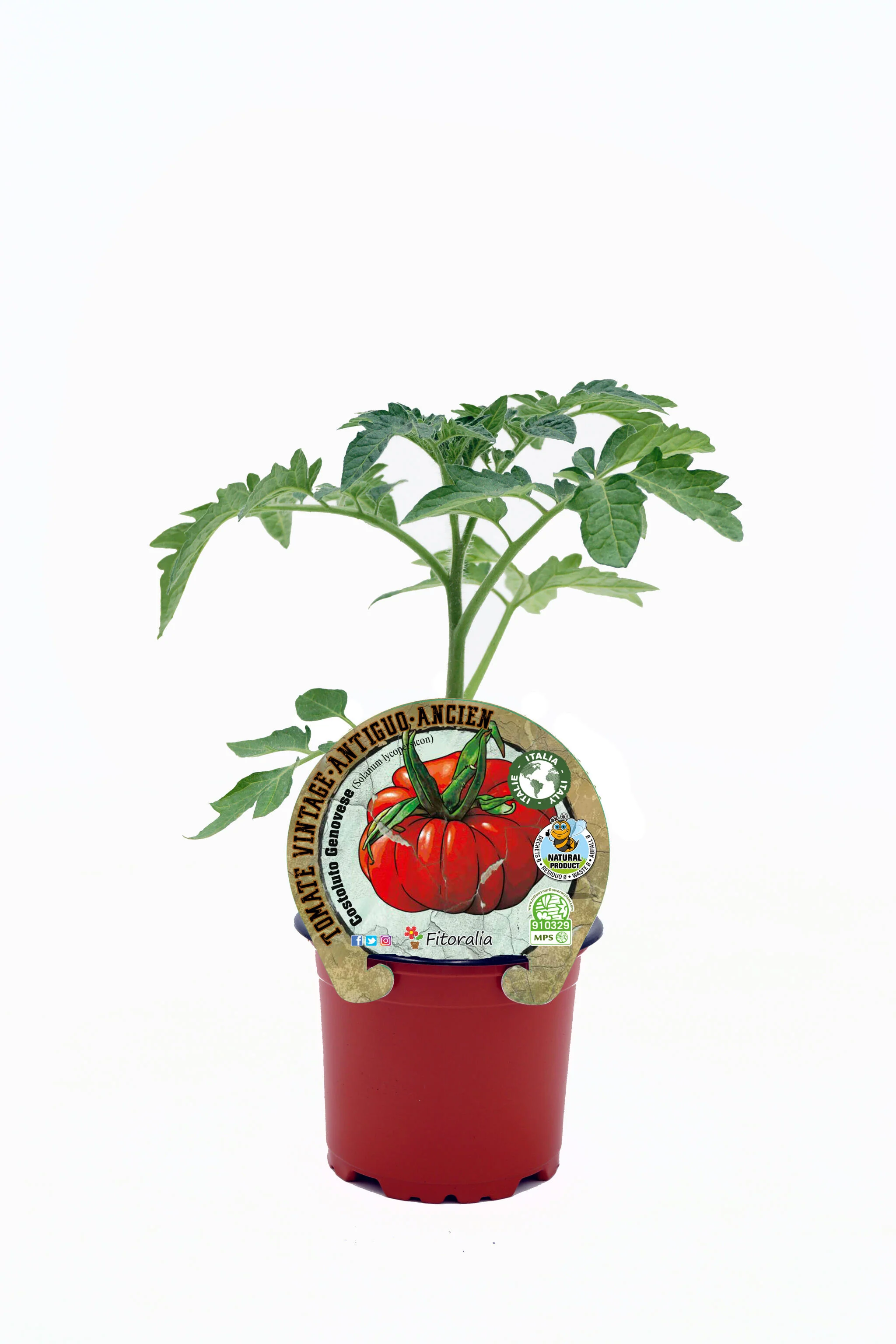 Plantón Tomate Costoluto Genovese En Maceta 10,5 Cm. Natural - Fitoralia