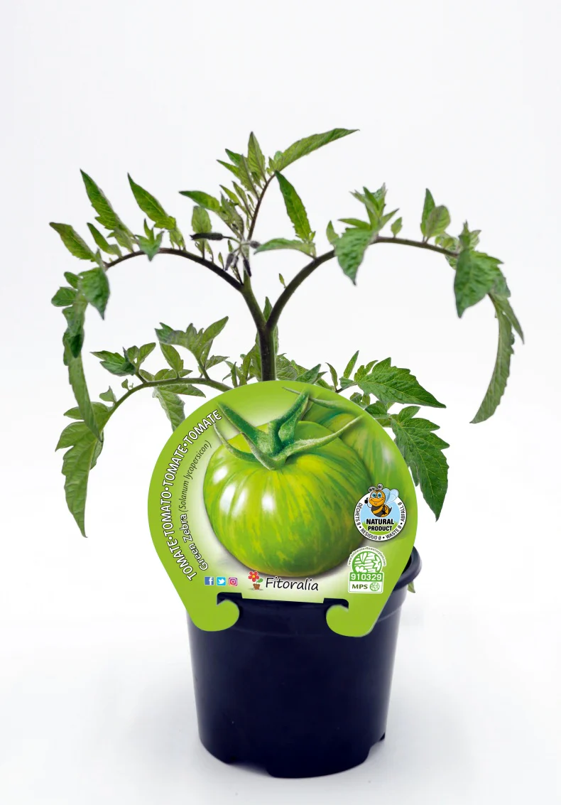 Plantón Tomate Green Zebra En Maceta 10,5 Cm. Natural - Fitoralia