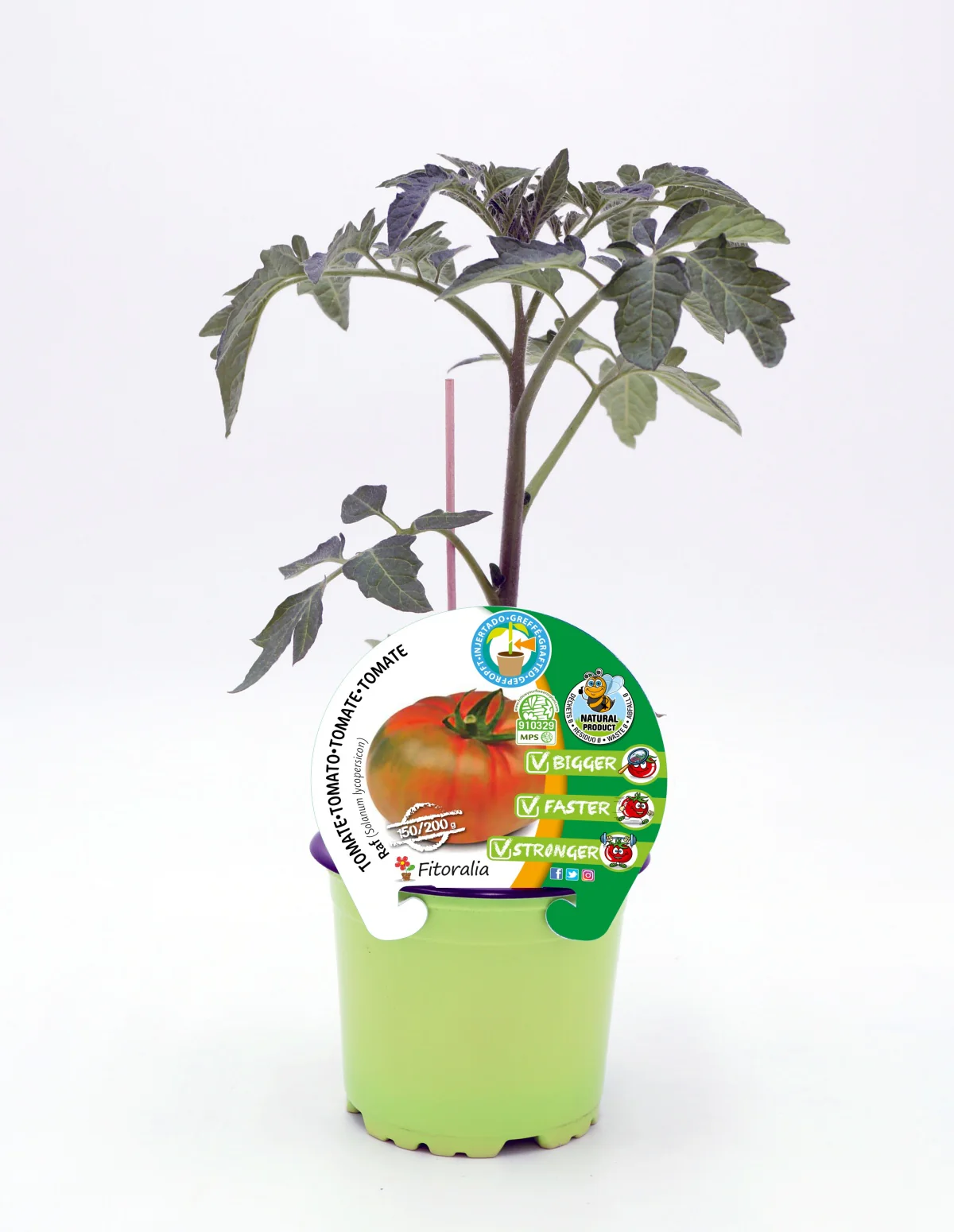 Plantón Tomate Injertado Raf En Maceta De 12 Cm. Natural - Fitoralia