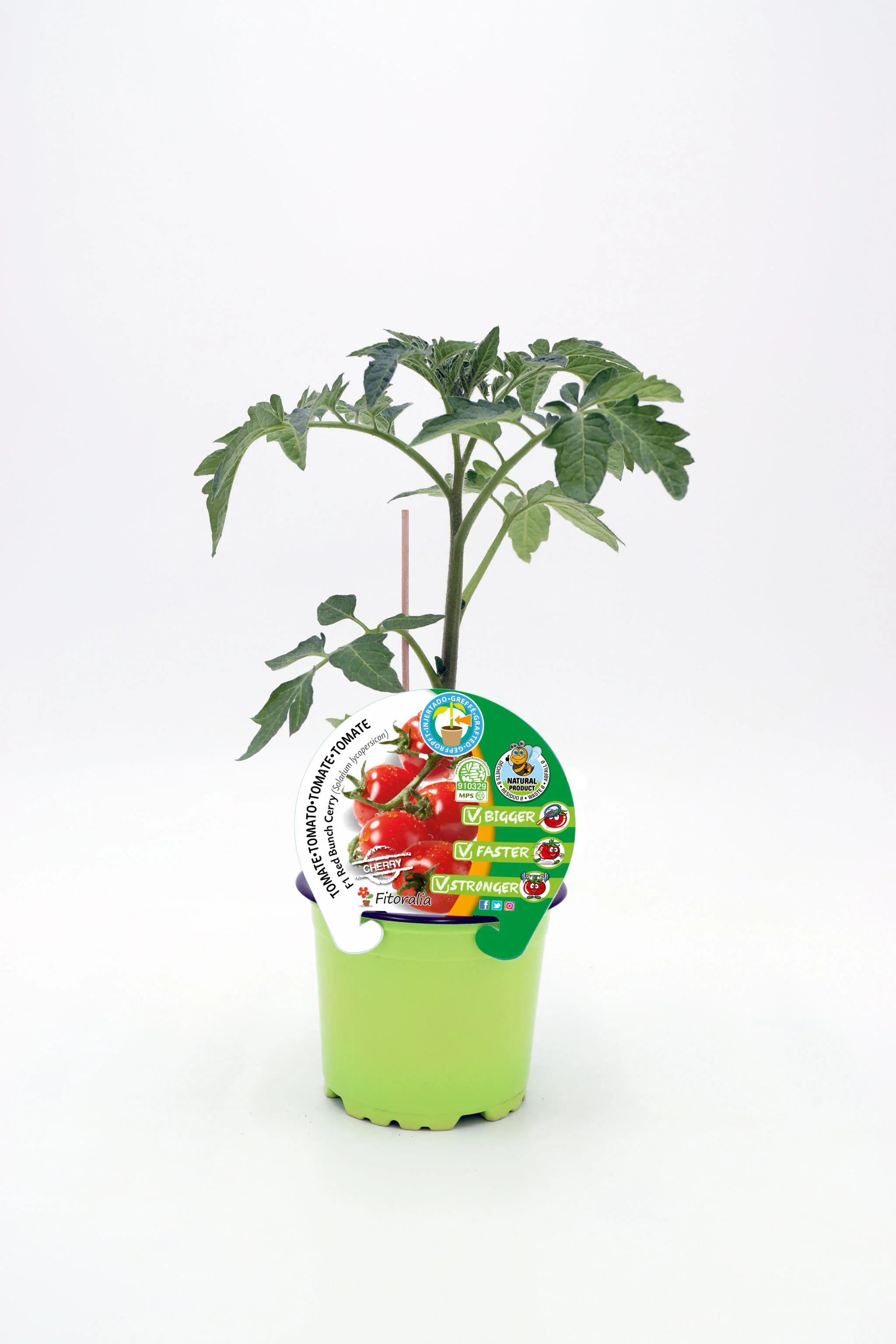 Plantón Tomate Injertado Red Cherry En Maceta 12 Cm. Natural - Fitoralia