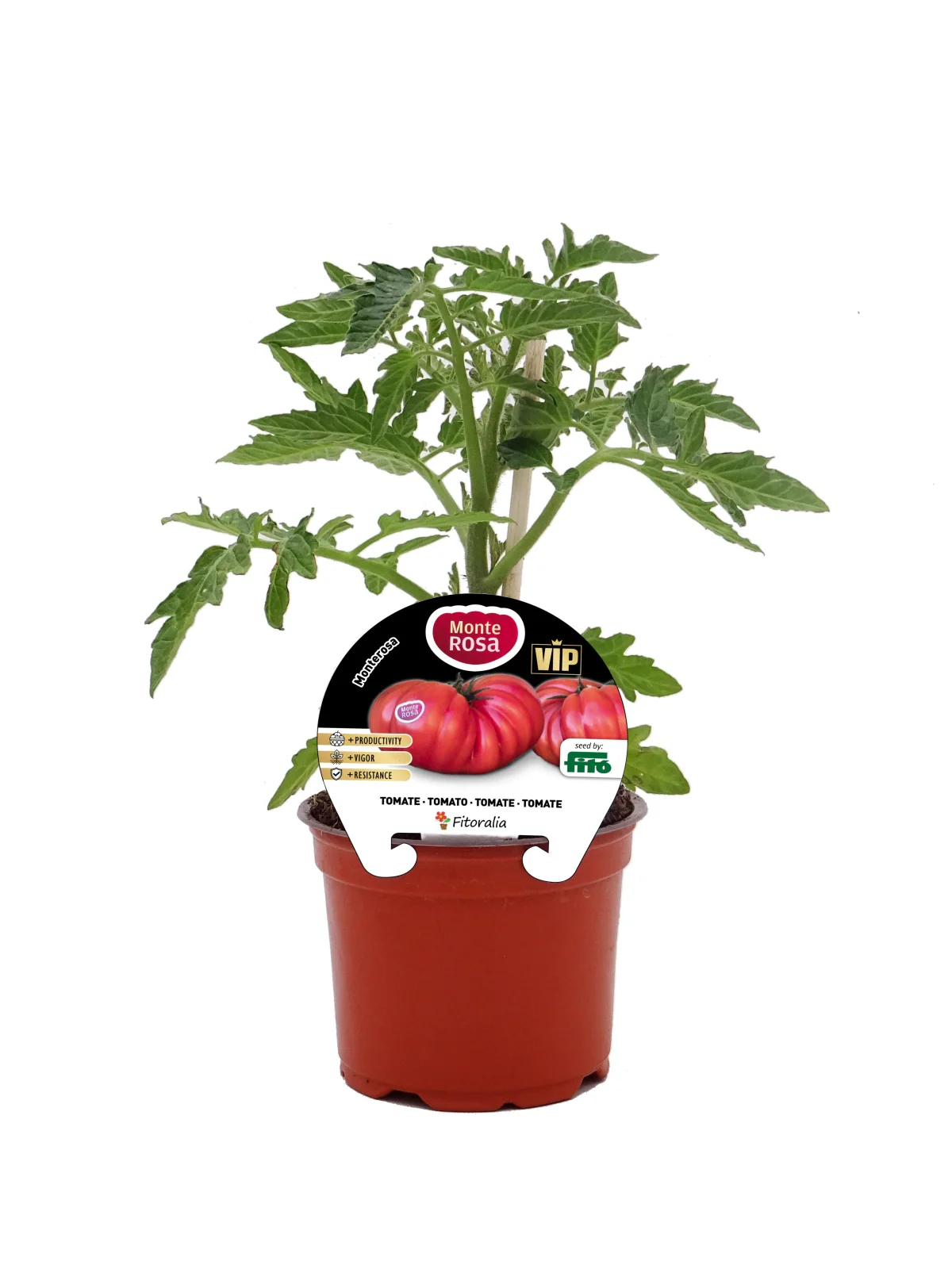 Plantón Tomate Monterosa Híbrido En Maceta De 12 Cm. Natural – Fitoralia