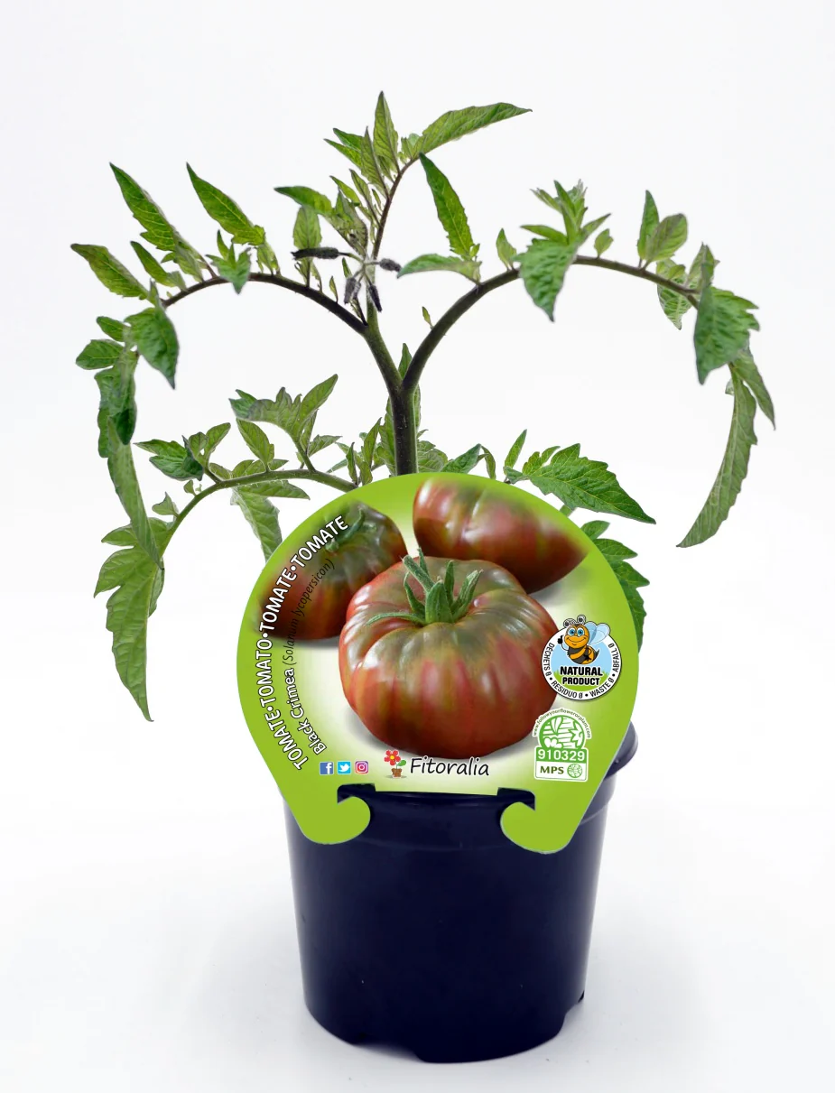 Plantón Tomate Negro De Crimea En Maceta 10,5 Cm. Natural - Fitoralia