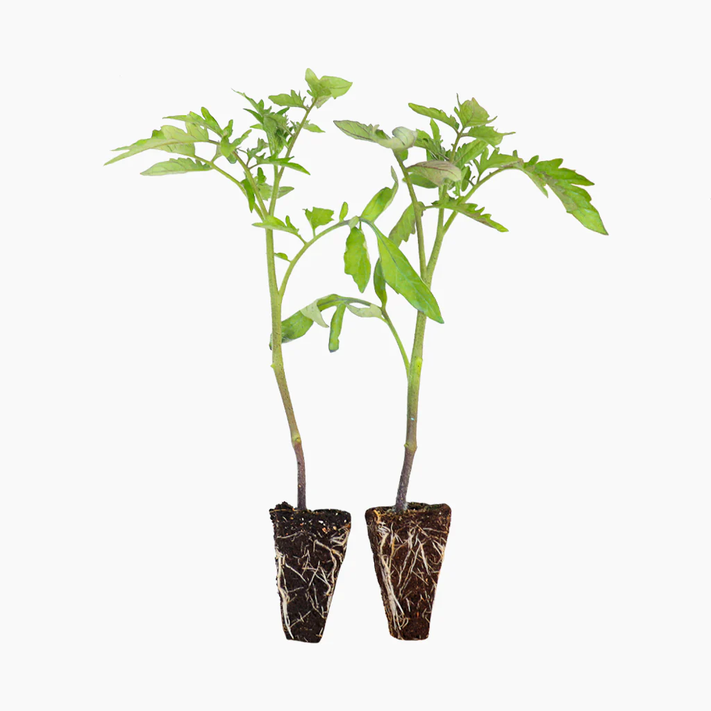 Plantón Tomate Noire De Crimée 6 Unidades - Plantabo
