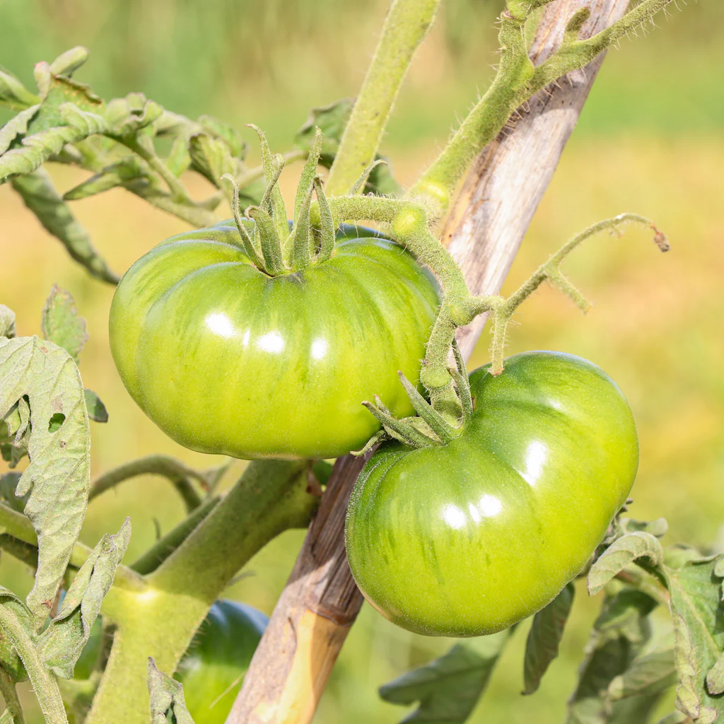 Plantón Tomate Noire De Crimée 6 Unidades - Plantabo - Image 3