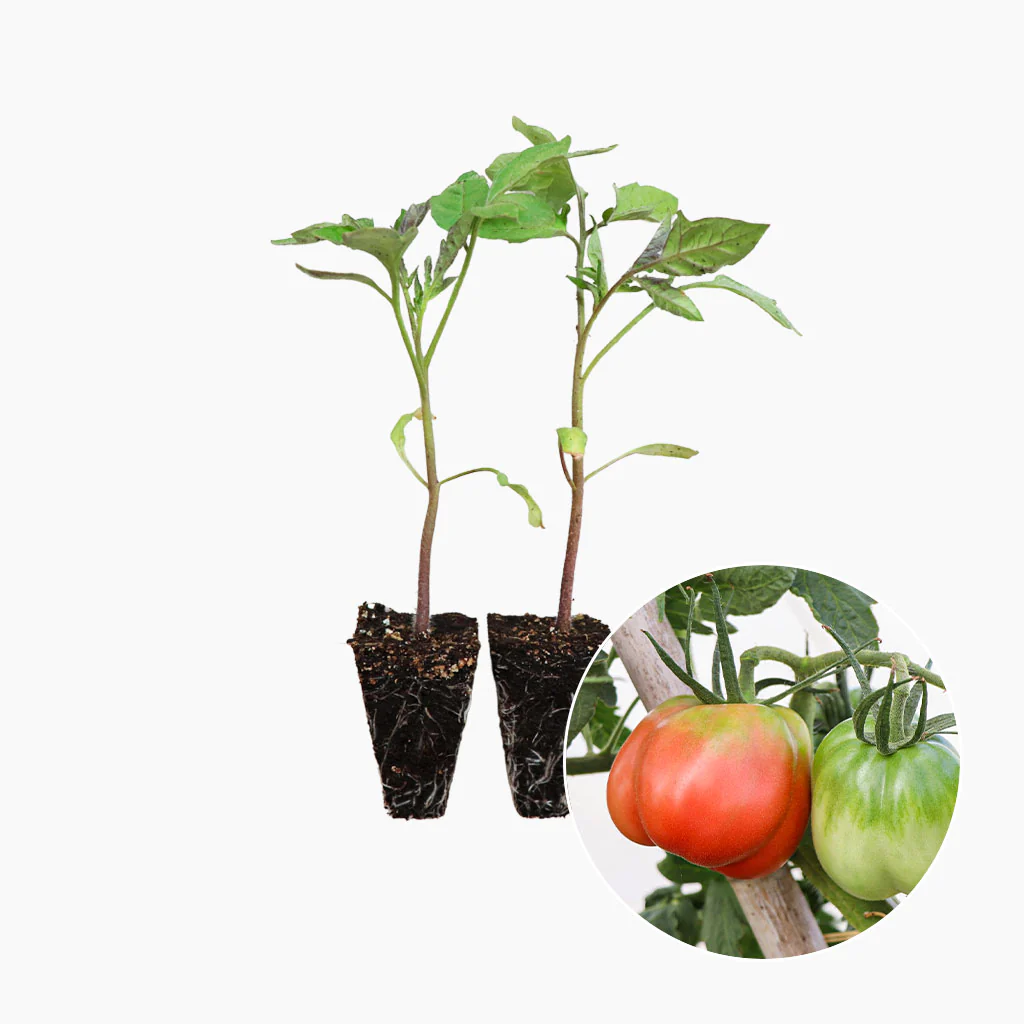 Plantón Tomate Pera Girona 2 Unidades - PlantaBo