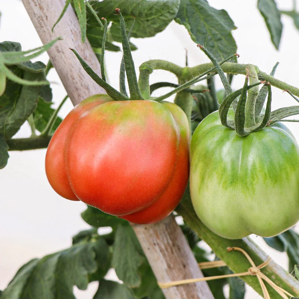 Plantón Tomate Pera Girona 2 Unidades - PlantaBo - Image 3