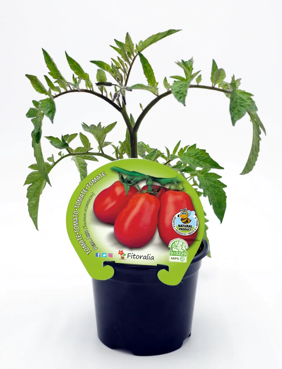 Plantón Tomate Pera Mata Alta En Maceta 10,5 Cm. Natural - Fitoralia