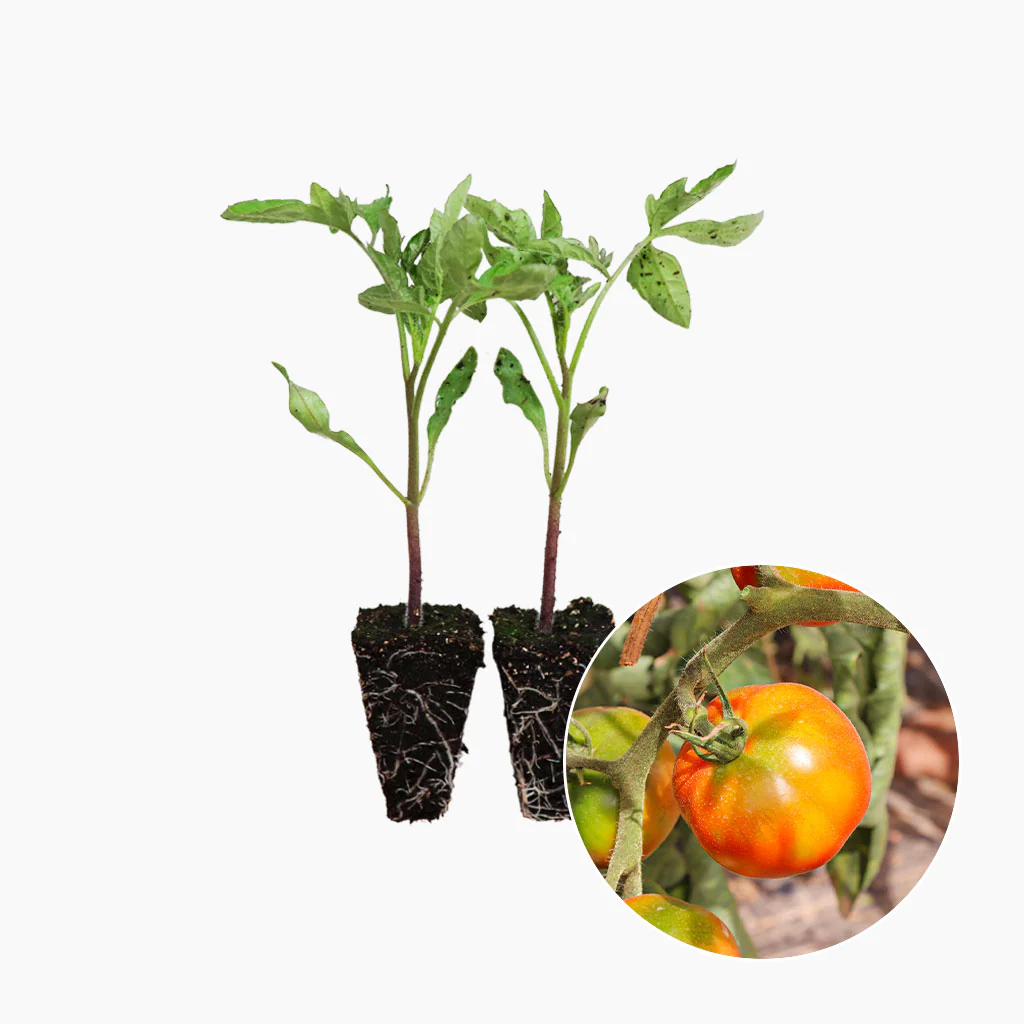 Plantón Tomate Pometa 2 Unidades - PlantaBo