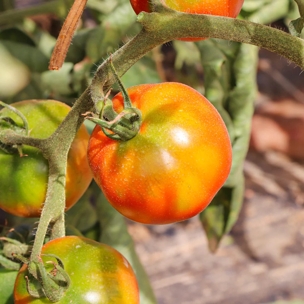 Plantón Tomate Pometa 2 Unidades - PlantaBo - Image 3