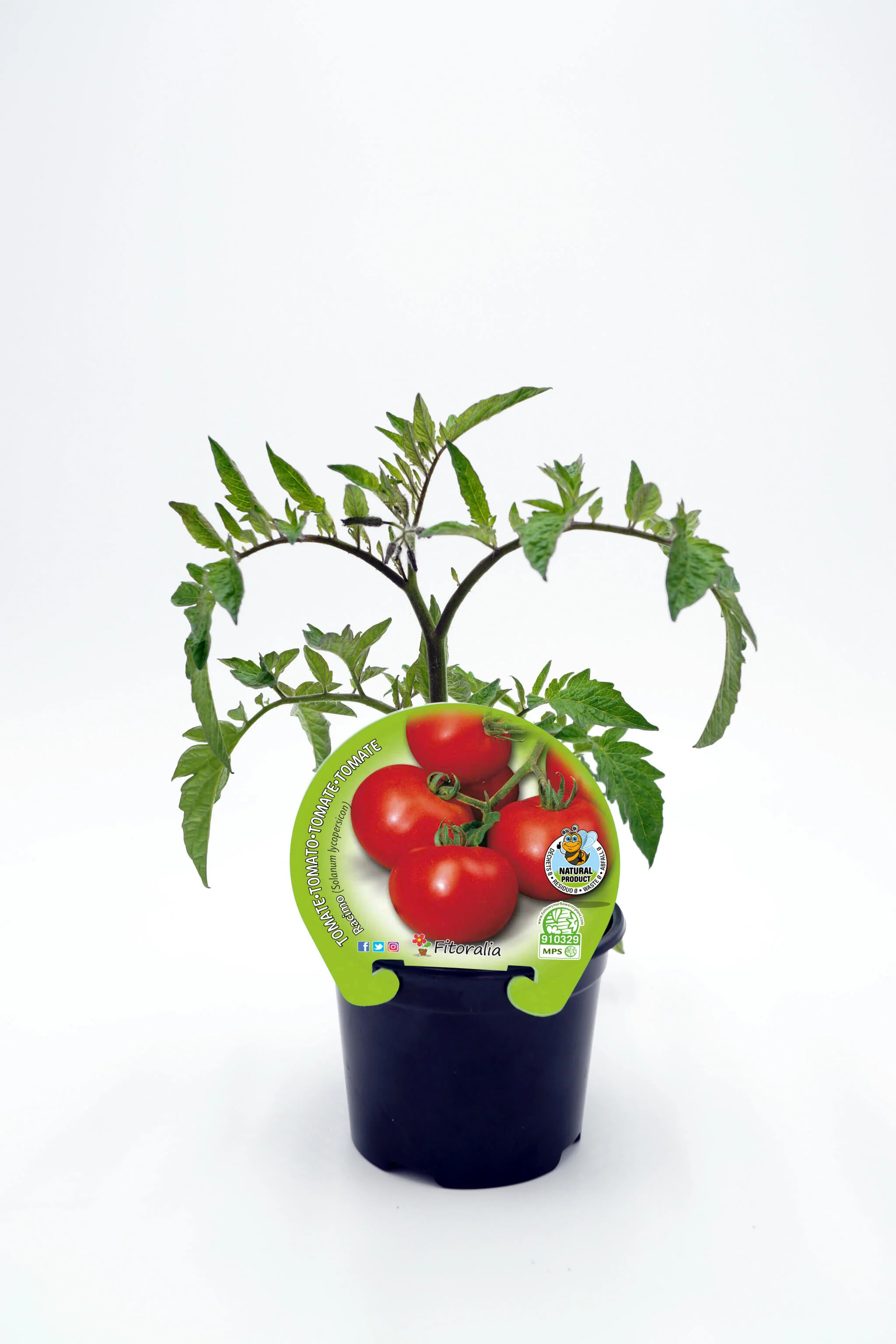 Plantón Tomate Racimo En Maceta 10,5 Cm. Natural - Fitoralia
