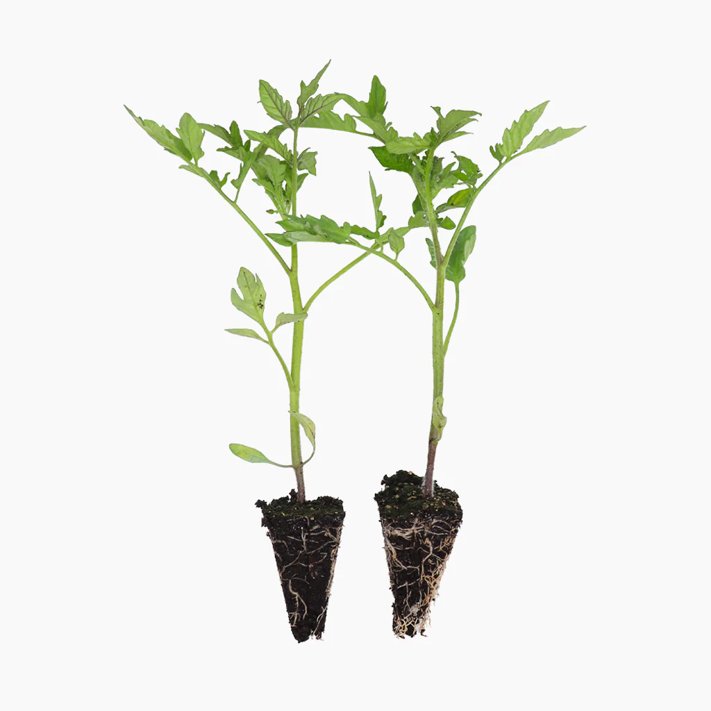 Plantón Tomate Raf 6 Unidades - Plantabo