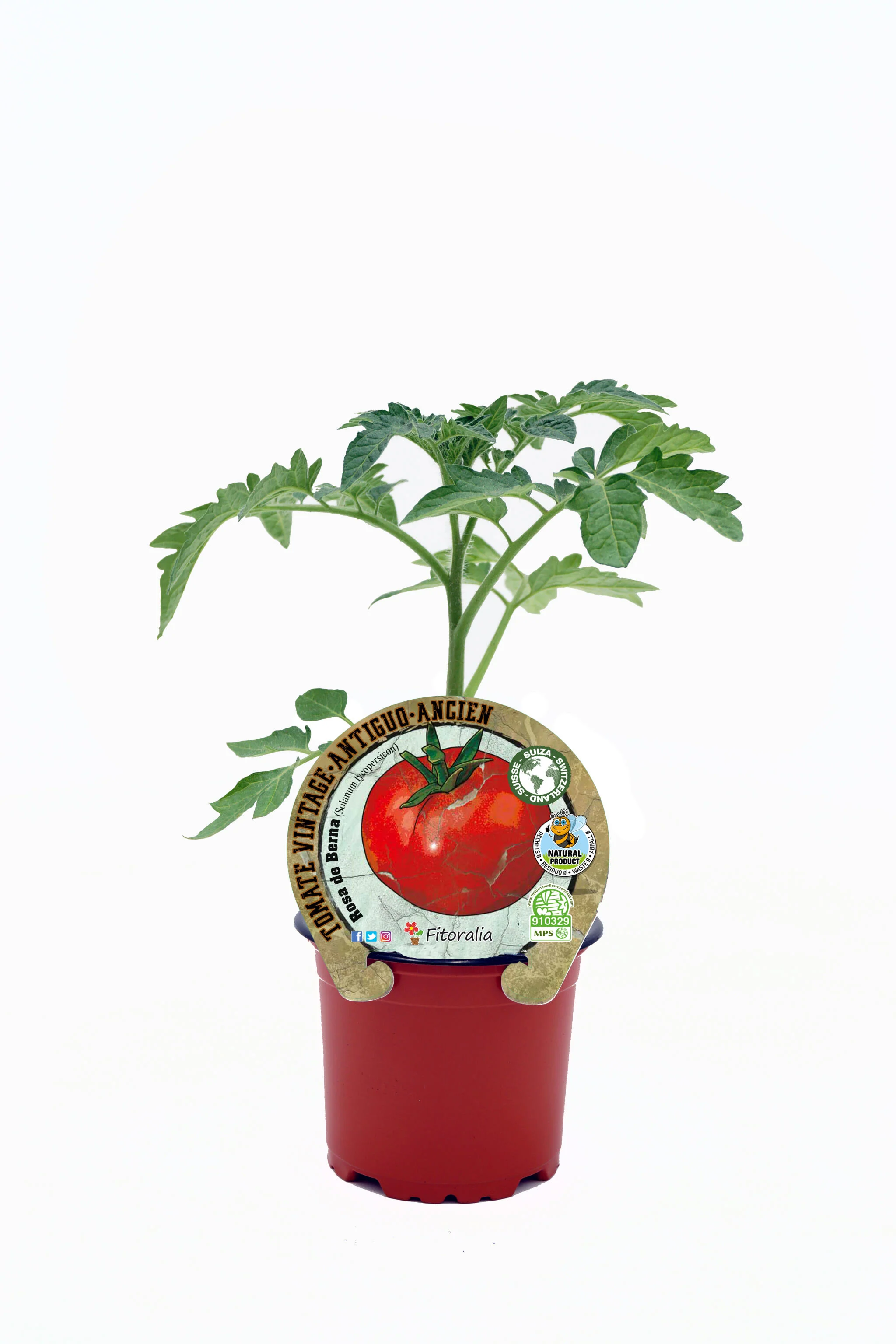 Plantón Tomate Rosa De Berna En Maceta 10,5 Cm. Natural - Fitoralia