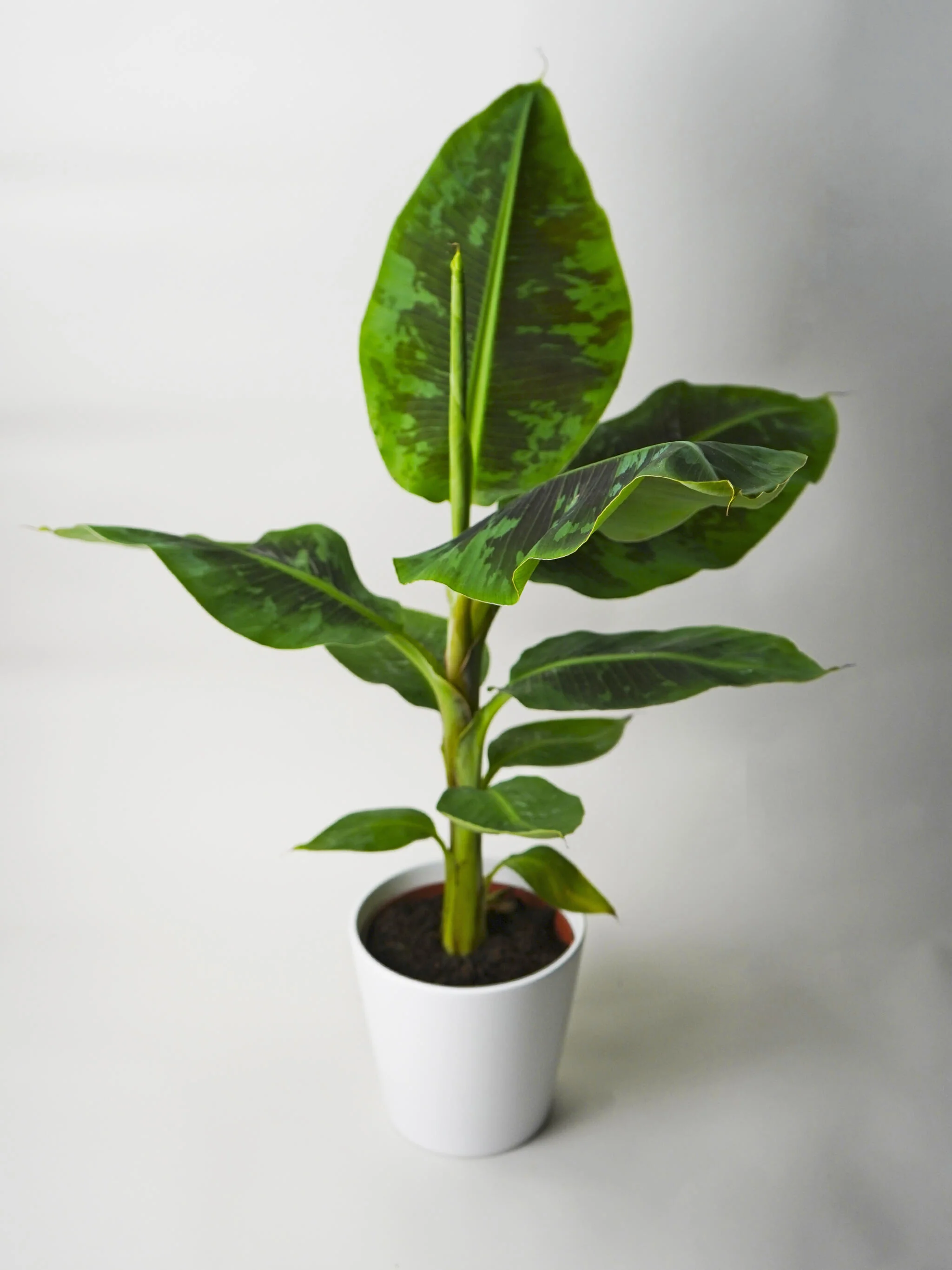 Platanera o Musa | Altura 100cm - Maceta 21cm