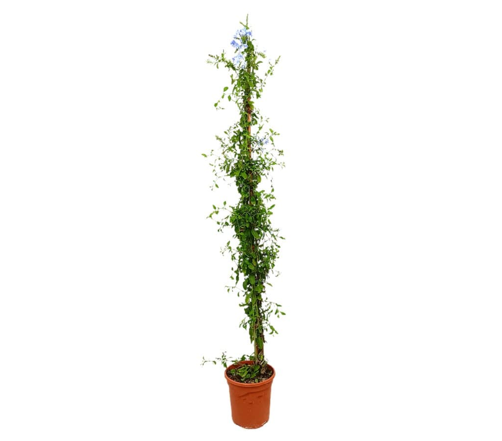 Plumbago Capensis M20 100-125cm (jazmín Azul)