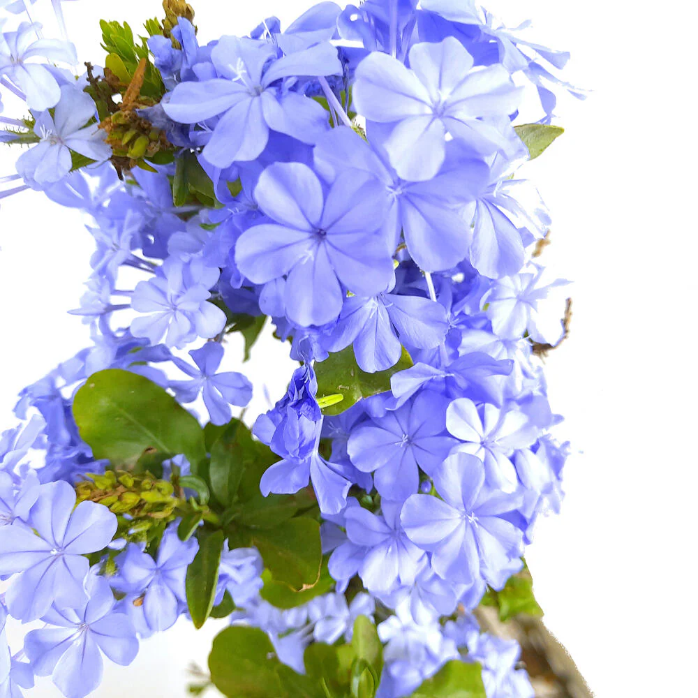 Plumbago Capensis M20 100-125cm (jazmín Azul) - Image 2
